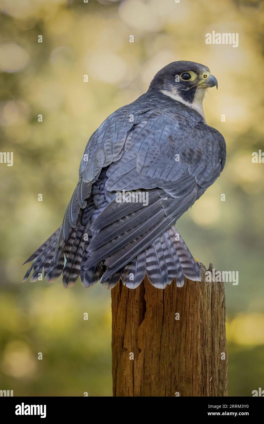 Portrait eines Wanderfalken (Falco peregrinus), ein einheimischer britischer Raubvogel mit scharfem Sehvermögen und hakigem Schnabel. Stockfoto