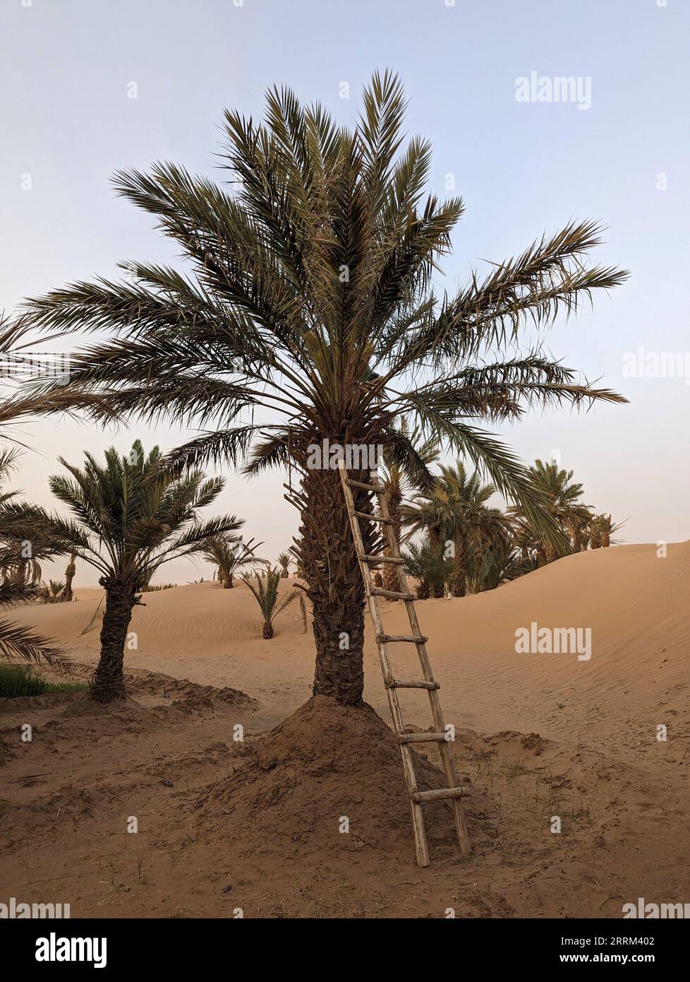 Eine einfache Leiter auf einer Dattelpalme in der Erg Chebbi Wüste, Marokko Stockfoto