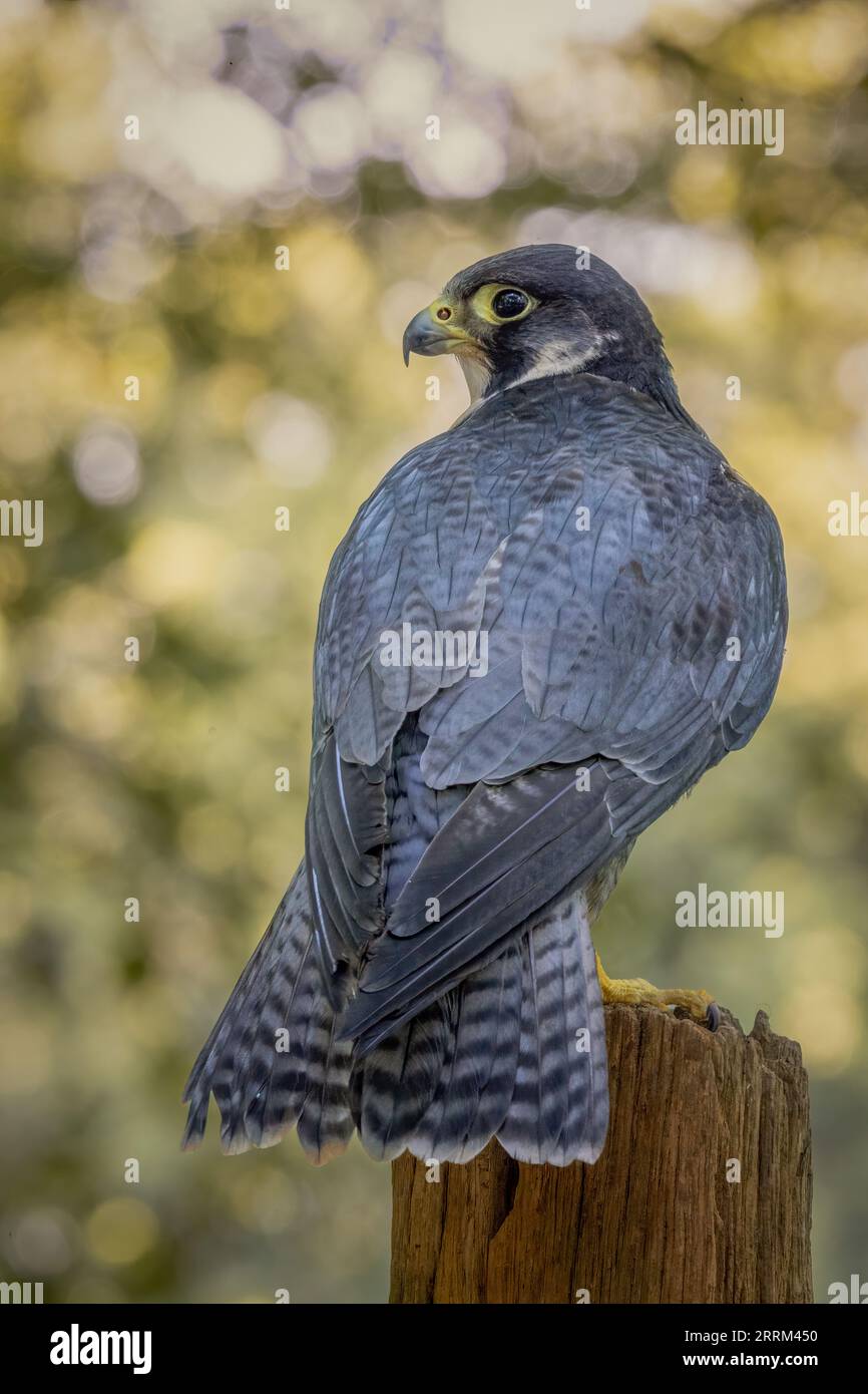 Portrait eines Wanderfalken (Falco peregrinus), ein einheimischer britischer Raubvogel mit scharfem Sehvermögen und hakigem Schnabel. Stockfoto