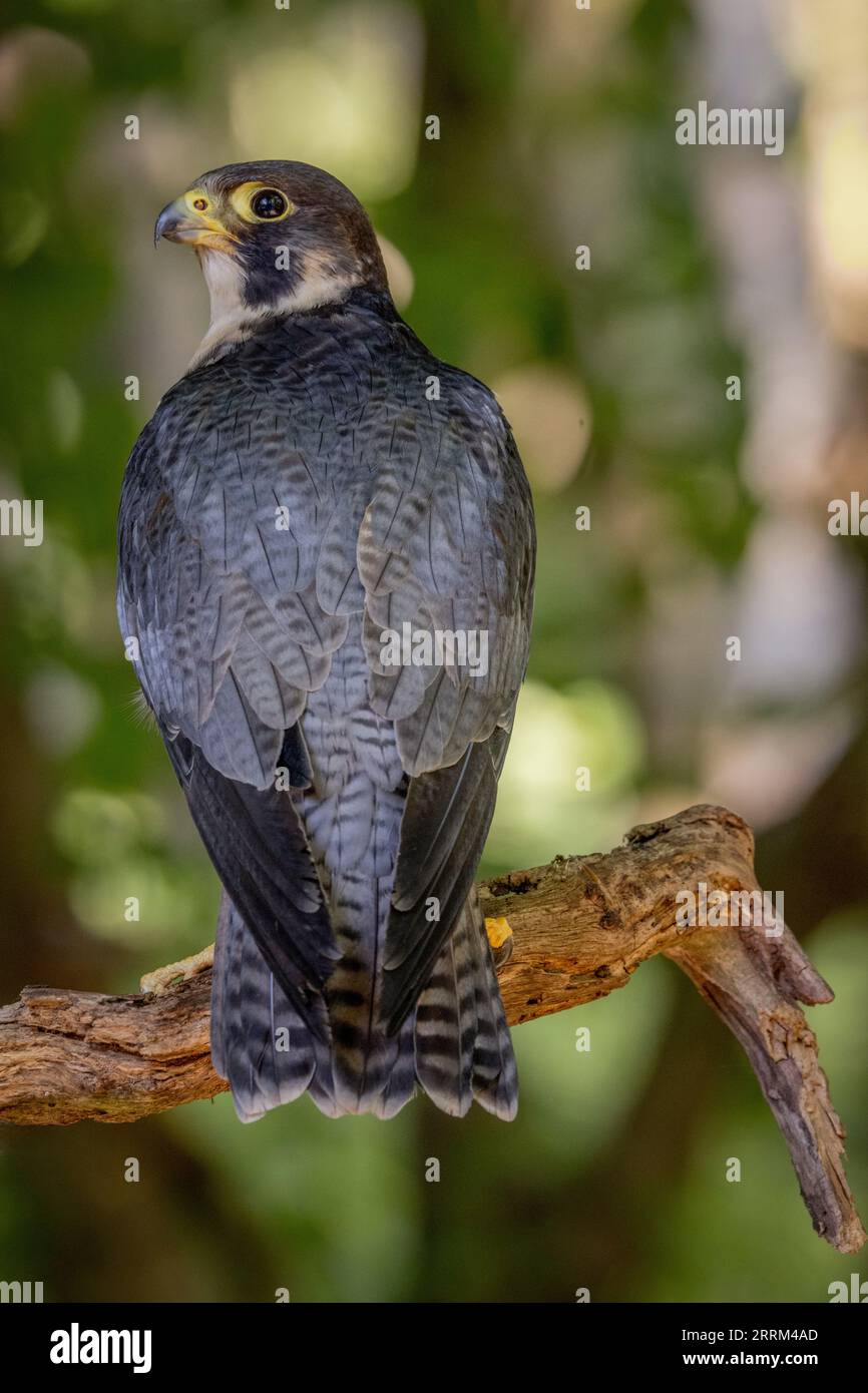 Portrait eines Wanderfalken (Falco peregrinus), ein einheimischer britischer Raubvogel mit scharfem Sehvermögen und hakigem Schnabel. Stockfoto