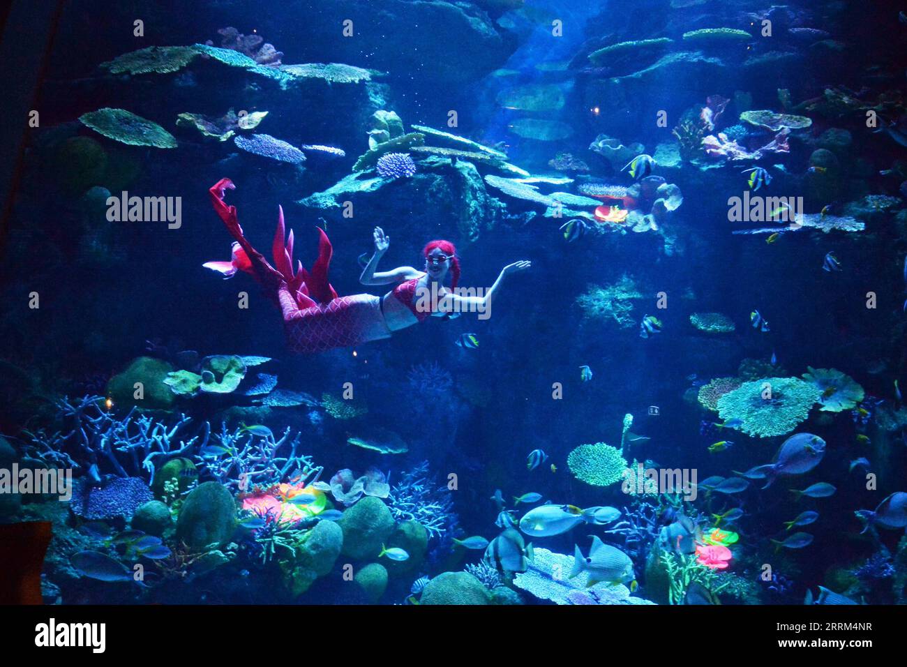 Entertainment Themen der Woche KW39 Entertainment Bilder des Tages 221001 -- BANGKOK, 1. Oktober 2022 -- Ein Taucher tritt während einer Unterwassermeereshow in der Bangkok Ocean World in Bangkok, Thailand, 1. Oktober 2022 auf. THAILAND-BANGKOK-OCEAN WORLD-MERMAID SHOW RACHENXSAGEAMSAK PUBLICATIONXNOTXINXCHN Stockfoto