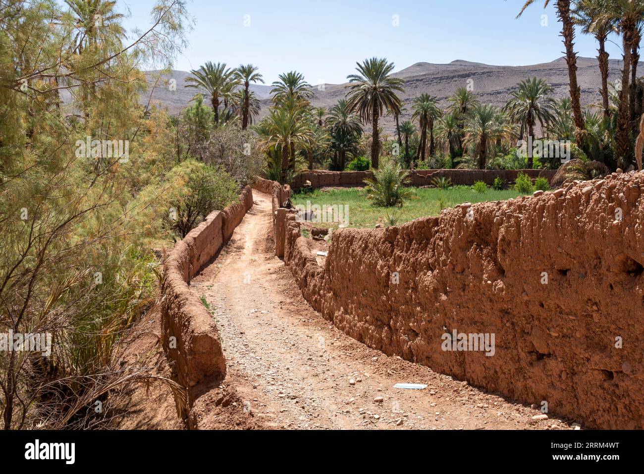 Eine leere Straße im Palmenhain des Draa-Tals, Marokko Stockfoto