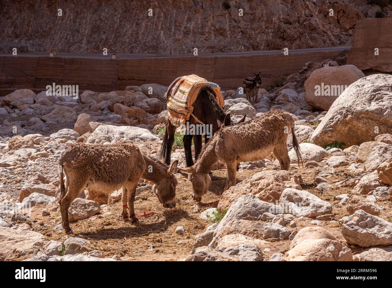 Drei Esel grasen zwischen Steinen auf einem trockenen Feld im Atlasgebirge, Marokko Stockfoto