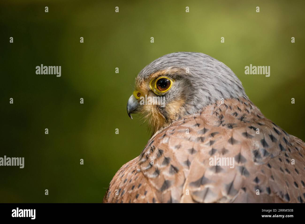 Turmfalken (Falco tinnunculus) Porträt eines einheimischen britischen Falken mit charakteristischen Markierungen, hakigem Schnabel und scharfen Krallen. Stockfoto