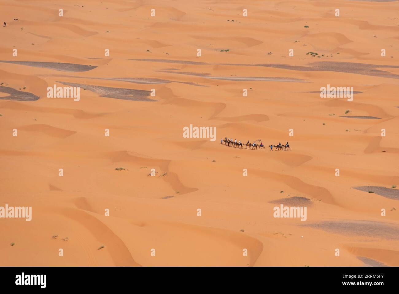 Eine Kamelkarawane, die die Wüste von Erg Chebbi, Marokko, durchquert Stockfoto