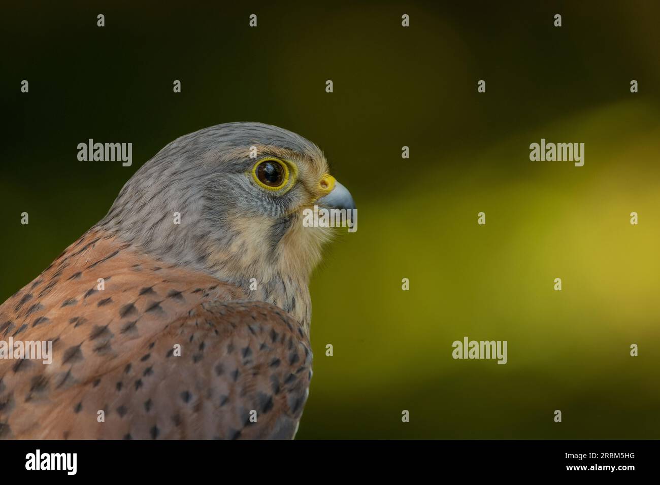 Turmfalken (Falco tinnunculus) Porträt eines einheimischen britischen Falken mit charakteristischen Markierungen, hakigem Schnabel und scharfen Krallen. Stockfoto