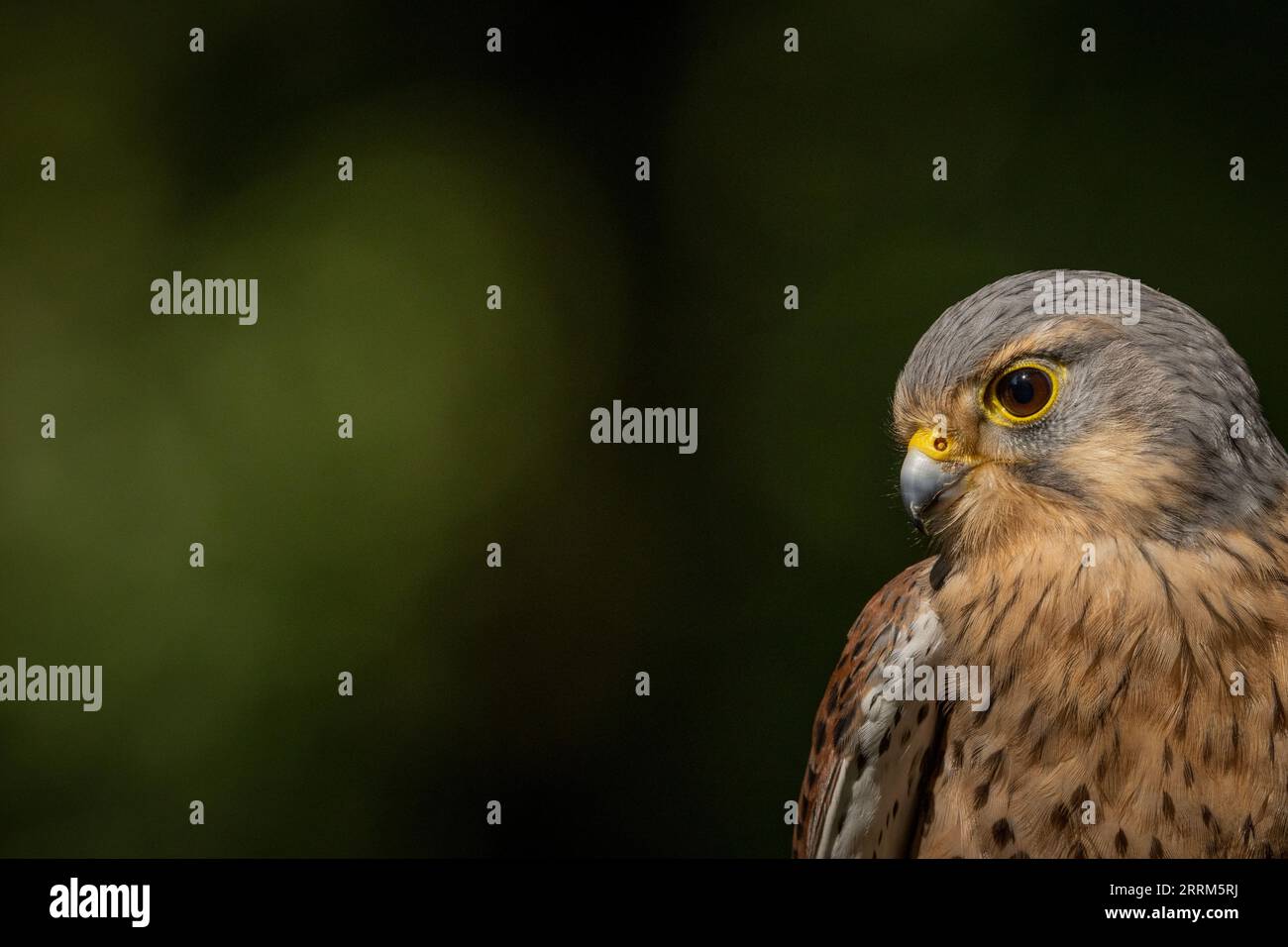 Turmfalken (Falco tinnunculus) Porträt eines einheimischen britischen Falken mit charakteristischen Markierungen, hakigem Schnabel und scharfen Krallen. Stockfoto