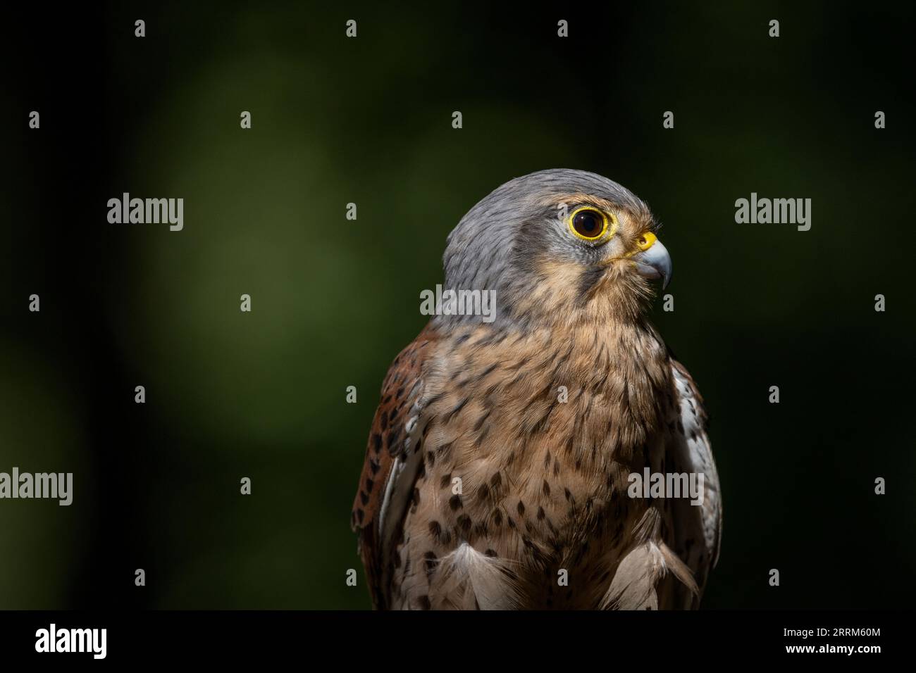 Turmfalken (Falco tinnunculus) Porträt eines einheimischen britischen Falken mit charakteristischen Markierungen, hakigem Schnabel und scharfen Krallen. Stockfoto