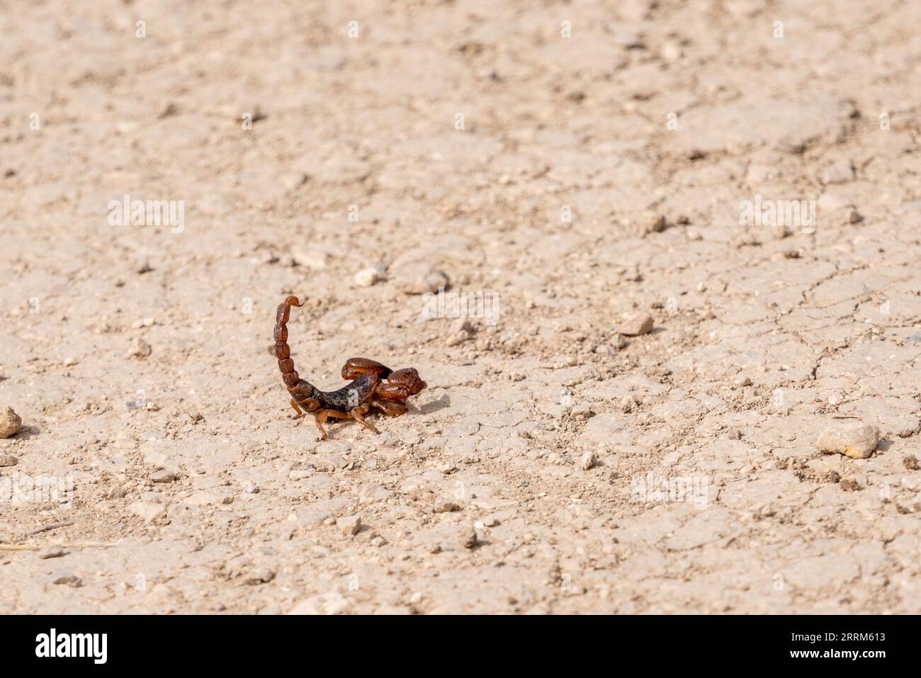 Ein Skorpion auf dem trockenen Boden von Volubilis in Marokko Stockfoto