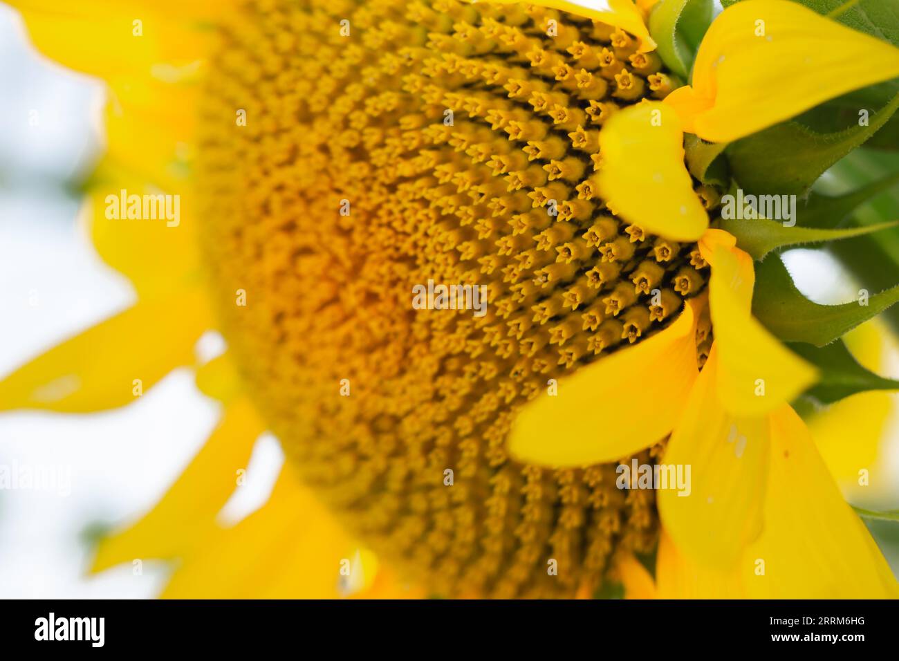 Helle Sonnenblume, Nahaufnahme. Agrarkonzept. Bestäubungskonzept. Sonnenblumenplantage. Gelbe Blume im Sonnenschein. Goldene Blume. Stockfoto