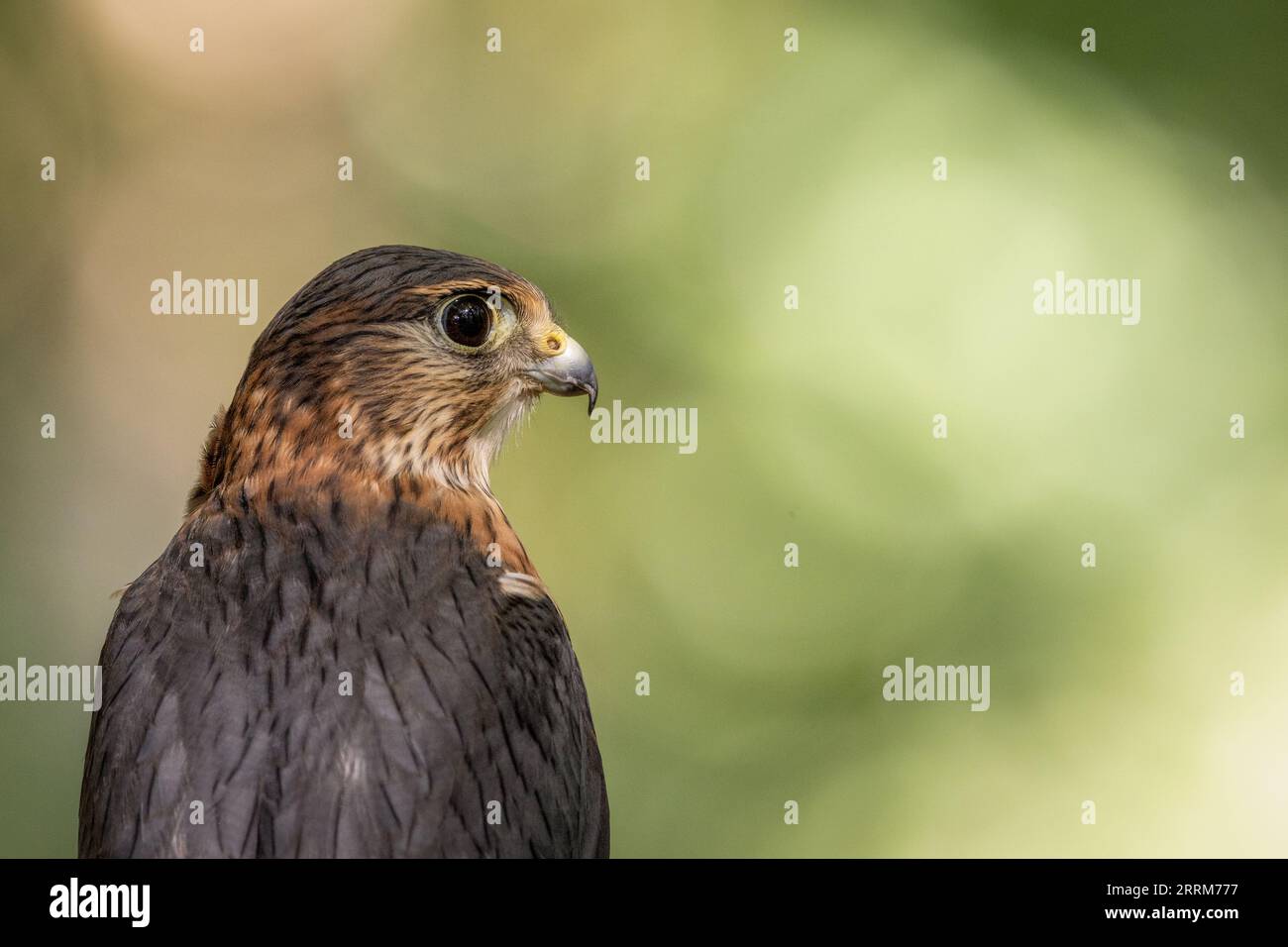 Portrait eines Rotfußfalken (Falco vespertinus) mit Betonung der auffälligen Merkmale, des Hakenschnabels und des scharfen Sehvermögens dieses kleinen Falken. Stockfoto