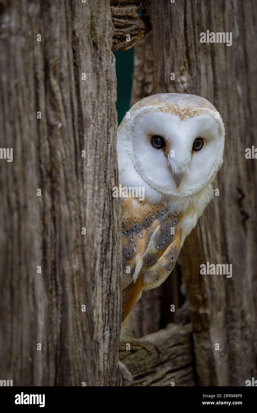 Schleiereule (Tyto alba) sitzt aufmerksam da, zeigt herzförmigen Gesichtsring und auffälliges weißes Gefieder bei natürlichem Tageslicht. Stockfoto
