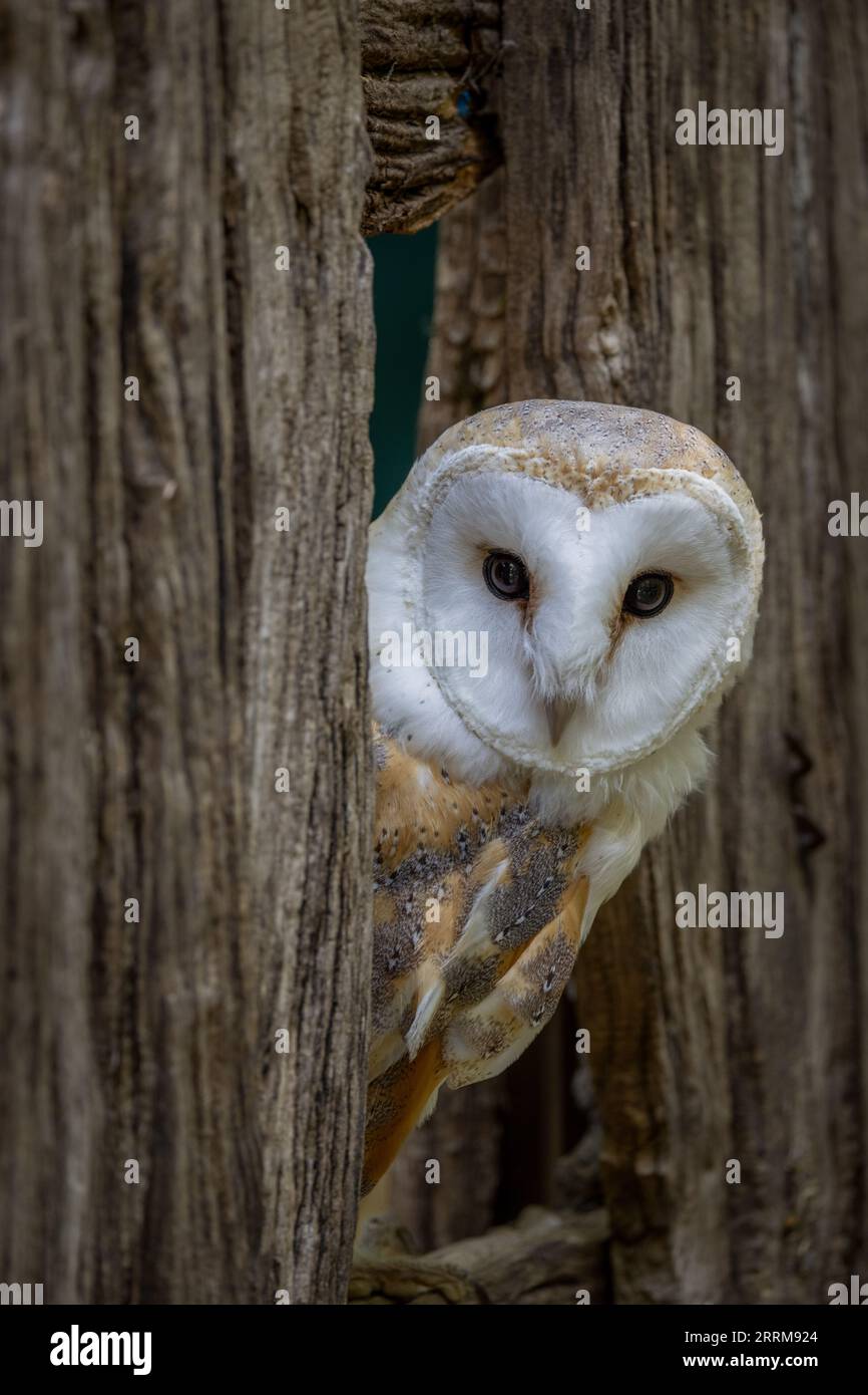 Schleiereule (Tyto alba) sitzt aufmerksam da, zeigt herzförmigen Gesichtsring und auffälliges weißes Gefieder bei natürlichem Tageslicht. Stockfoto