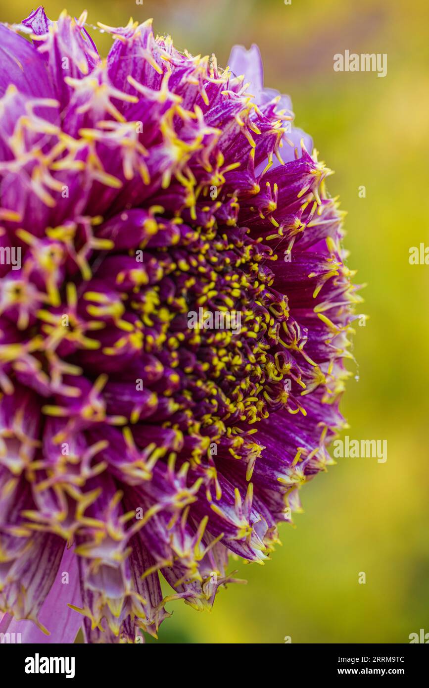 Anemone Flower Dahlia 'Fenna Baaij', Blume, Nahaufnahme Stockfoto