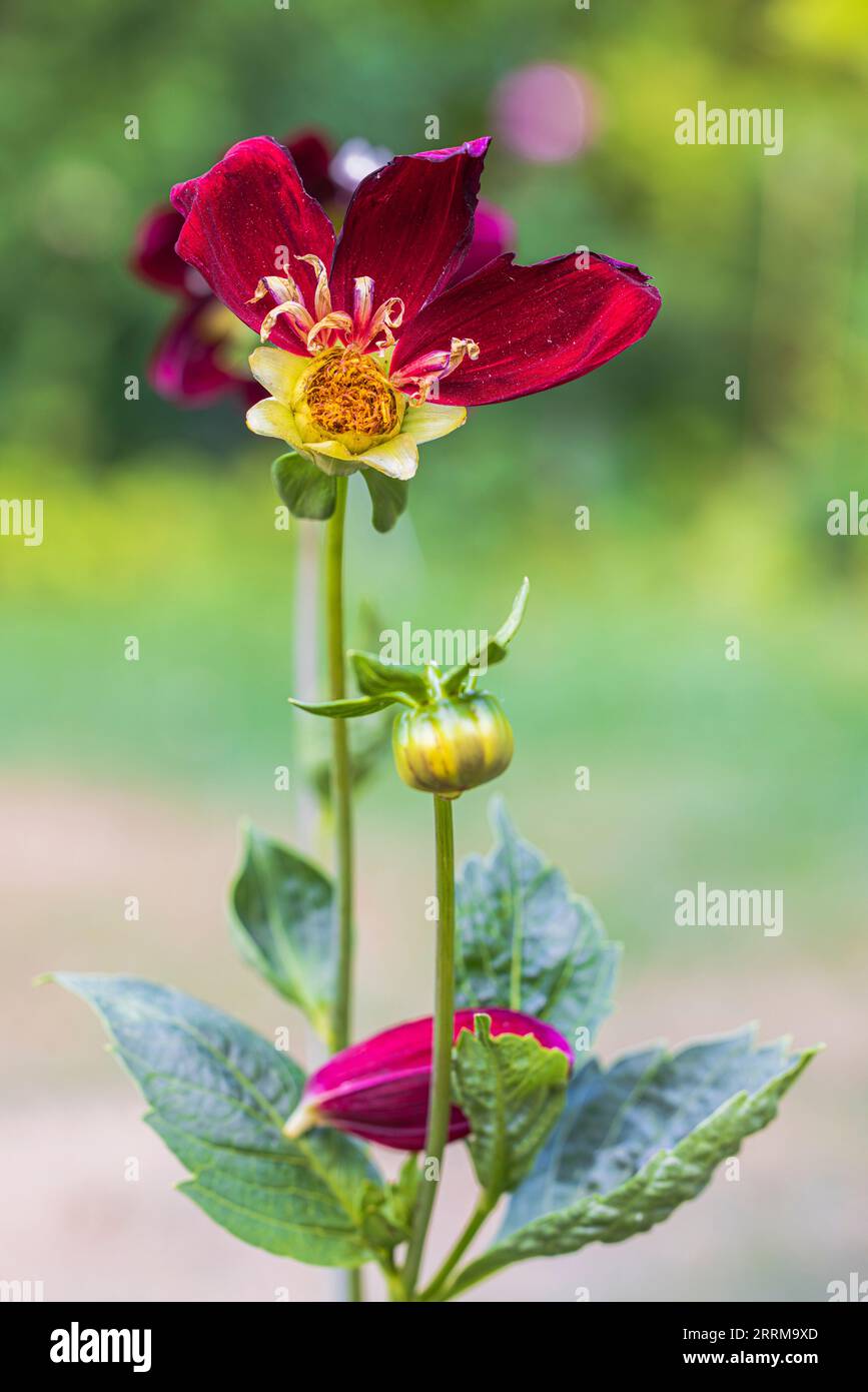 Dahlia mit Rüschen am Hals, welke Blume, Nahaufnahme in der Natur Stockfoto