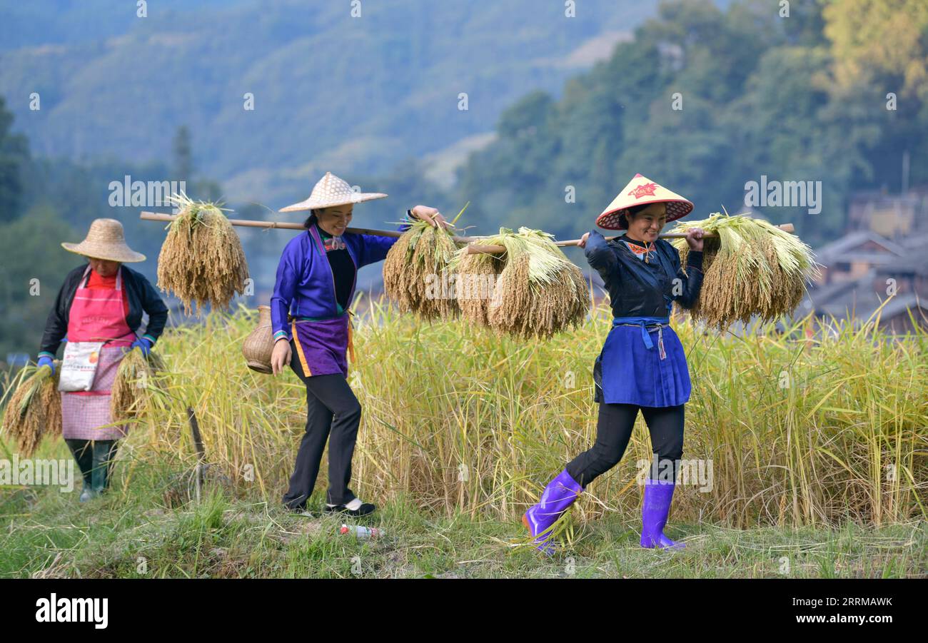 221013 -- CONGJIANG, 13. Oktober 2022 -- Frauen tragen Reisgerichte im Dorf Zhanli im Kreis Congjiang, Provinz Guizhou im Südwesten Chinas, 12. Oktober 2022. CHINA-GUIZHOU-CONGJIANG-RICE-HARVEST CN YANGXWENBIN PUBLICATIONXNOTXINXCHN Stockfoto
