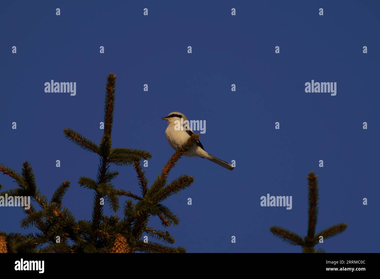 Lanius excubitor Familie Laniidae Gattung Lanius Großgrauer Shrike wilde Natur Vogelfotografie, Bild, Tapete Stockfoto