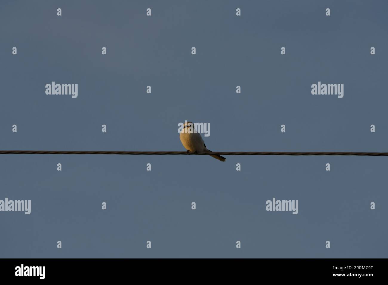 Lanius excubitor Familie Laniidae Gattung Lanius Großgrauer Shrike wilde Natur Vogelfotografie, Bild, Tapete Stockfoto