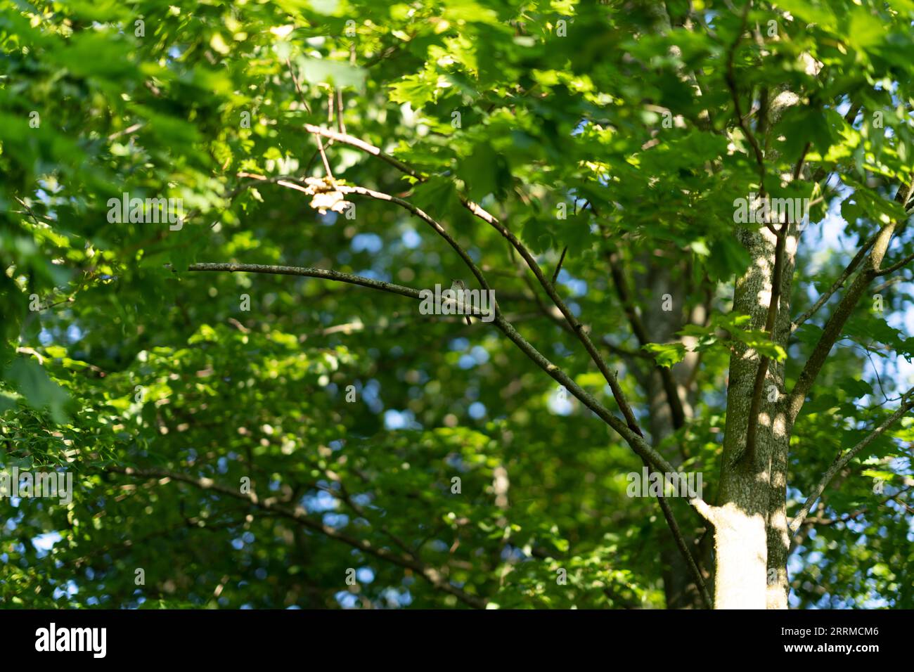 Muscicapa striata Familie Alcidae Gattung Muscicapa Flycatcher wilde Natur Vogelfotografie, Bild, Tapete Stockfoto