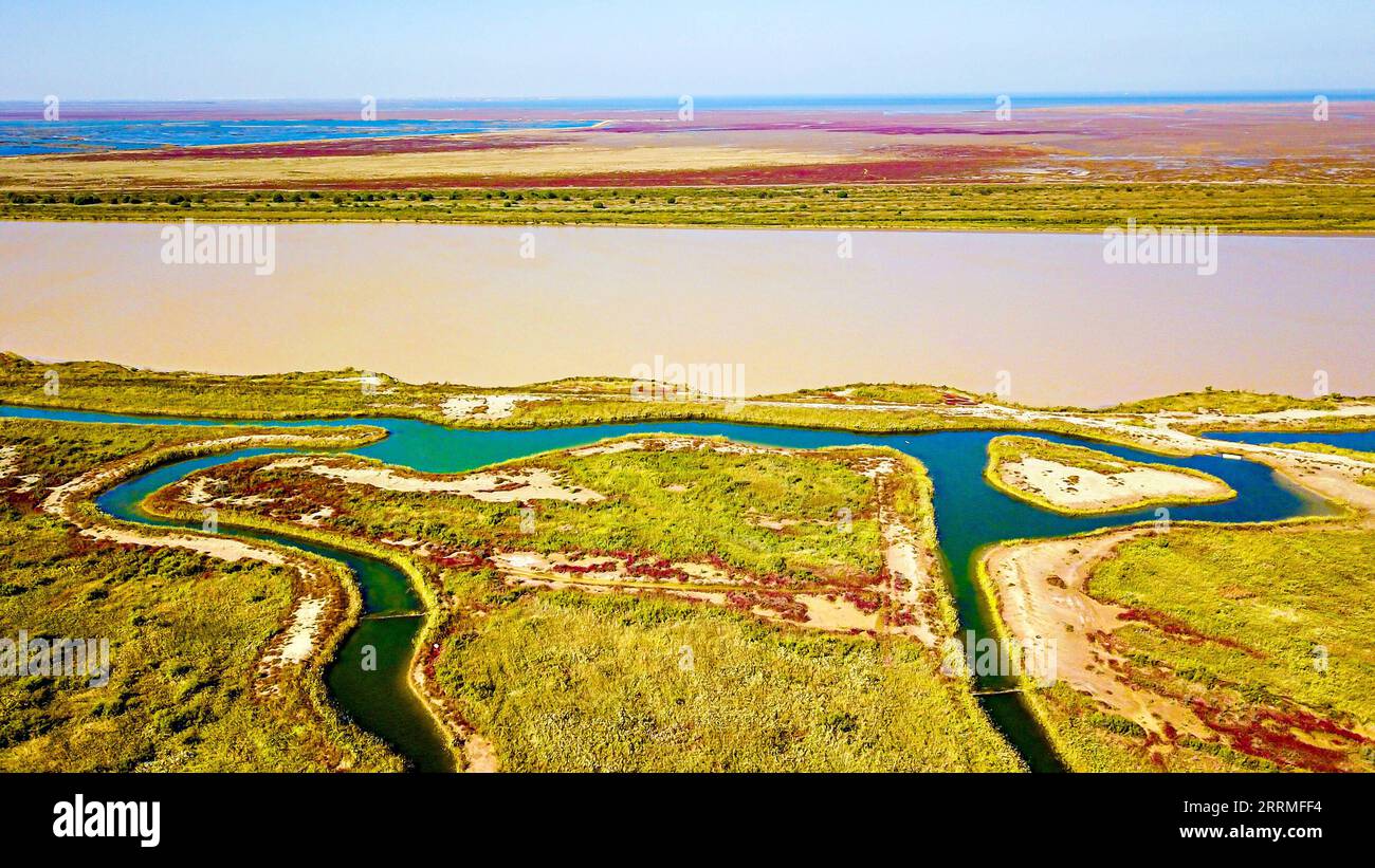 221027 -- DONGYING, 27. Oktober 2022 -- dieses Luftbild, das am 18. Oktober 2022 aufgenommen wurde, zeigt die Landschaft im Yellow River Delta National Nature Reserve in der ostchinesischen Provinz Shandong. Das Yellow River Delta National Nature Reserve, ein Feuchtgebiet-Naturschutzgebiet, das hauptsächlich zum Schutz des Ökosystems und seltener und gefährdeter Vögel an der Flussmündung dient, wurde 2013 im Ramsar-Übereinkommen über Feuchtgebiete von internationaler Bedeutung aufgeführt. CHINA-SHANDONG-YELLOW RIVER DELTA FEUCHTGEBIET LANDSCHAFT CN GUOXXULEI PUBLICATIONXNOTXINXCHN Stockfoto