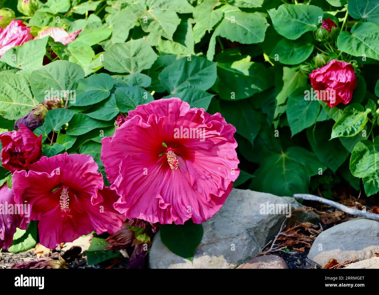 Hellrosa Hibiskus in einem Garten in Lakewood, Ohio Stockfoto