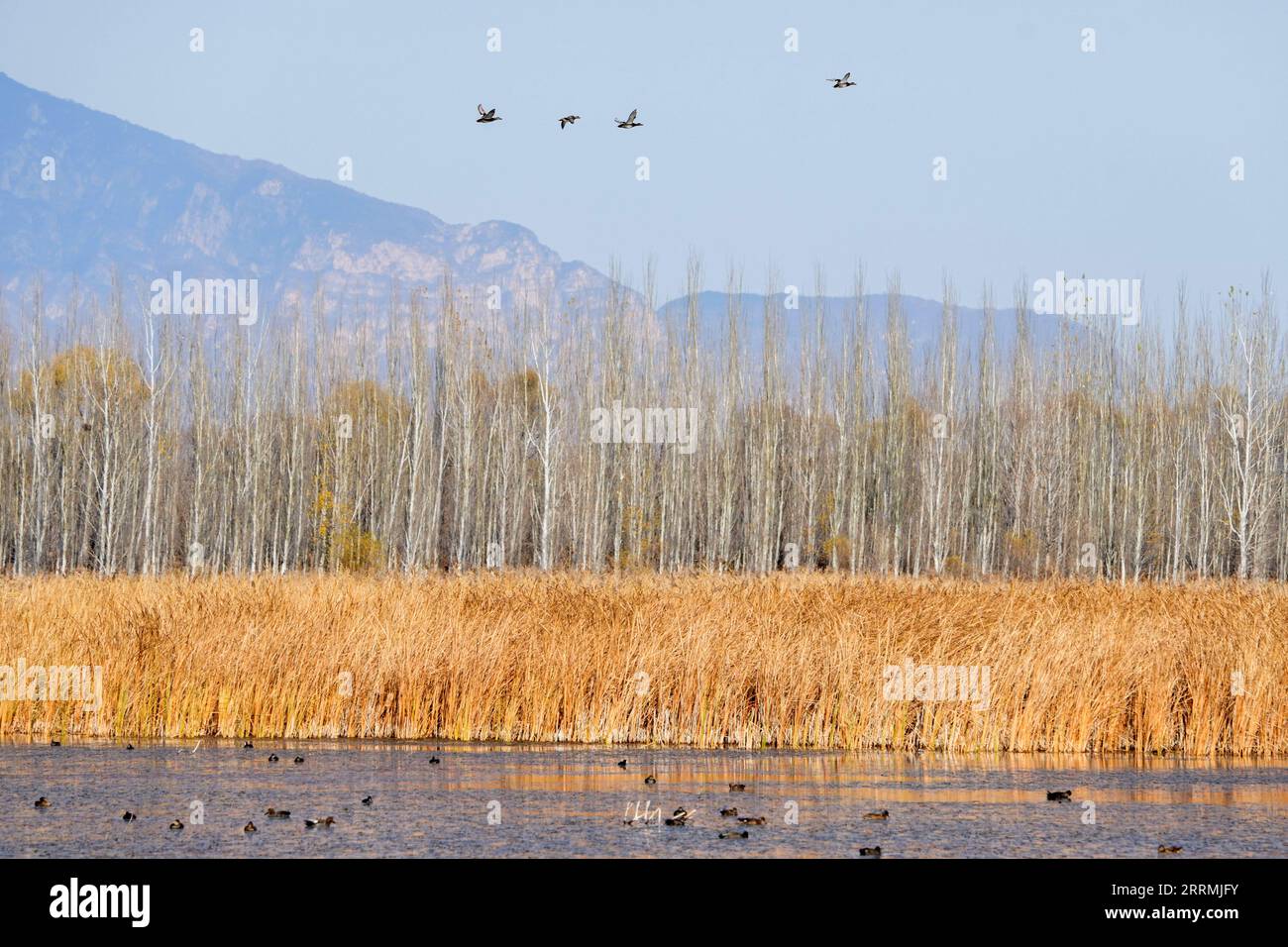 221102 -- PEKING, 2. November 2022 -- dieses Foto, das am 1. November 2022 aufgenommen wurde, zeigt den Blick auf den Yeya Wild Duck Lake National Feuchtgebiet Park im Yanqing Bezirk von Peking, Hauptstadt von China. Das Yeya Lake Wetland Reserve wurde 1997 Pekings erstes Feuchtgebiet. Es dient als ökologischer Schutzschild für Peking, schützt die Wasserquelle der Stadt und bietet Lebensraum für Wildtiere. CHINA-BEIJING-FEUCHTGEBIET-YEYA LAKE CN JUXHUANZONG PUBLICATIONXNOTXINXCHN Stockfoto