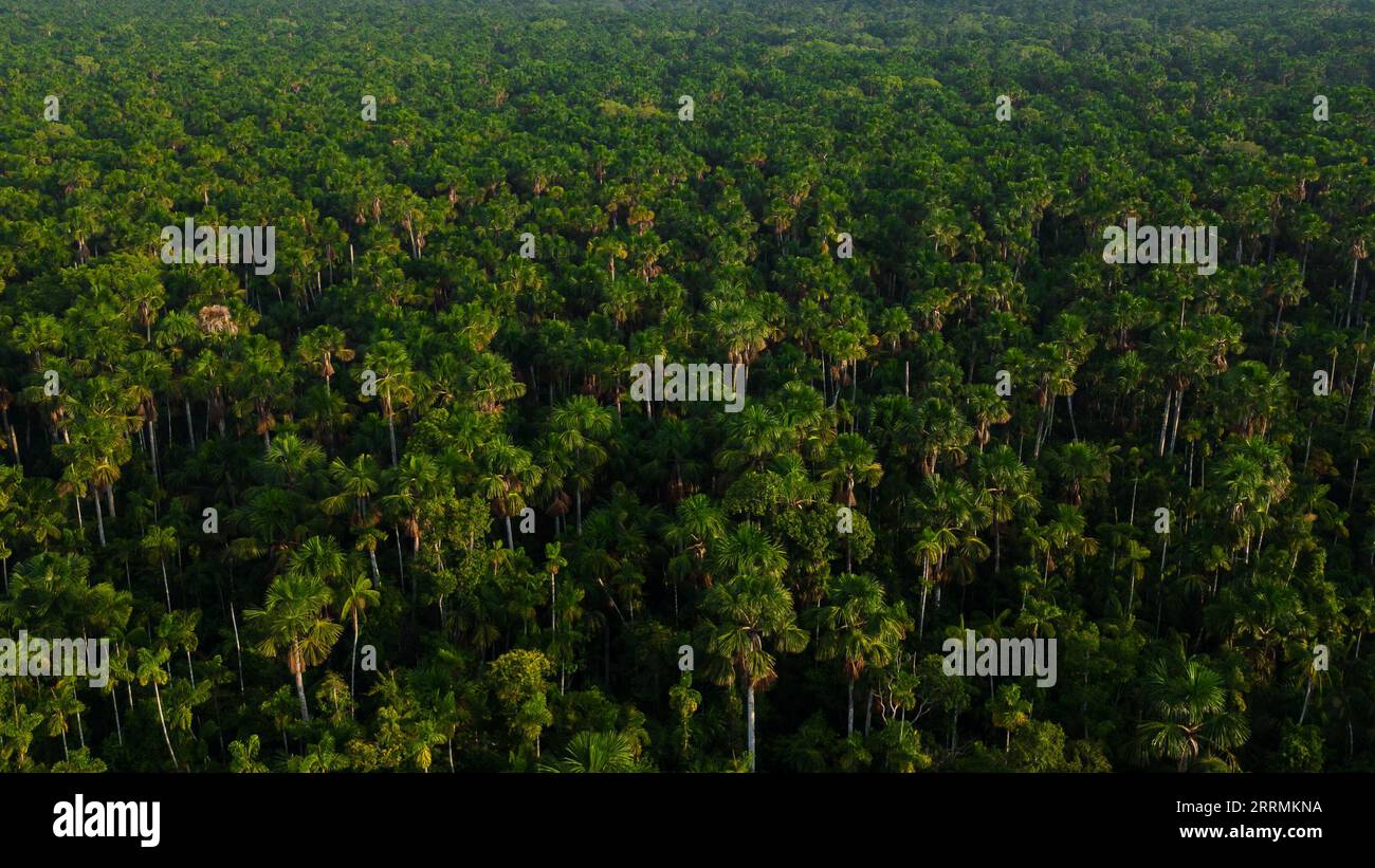 Aguaje-Wälder oder Aguajales, die im Amazonasgebiet allgemein bekannt sind, sind wichtig für die Kohlenstoffabscheidung und für die Erhaltung tropischer Waldökosysteme Stockfoto