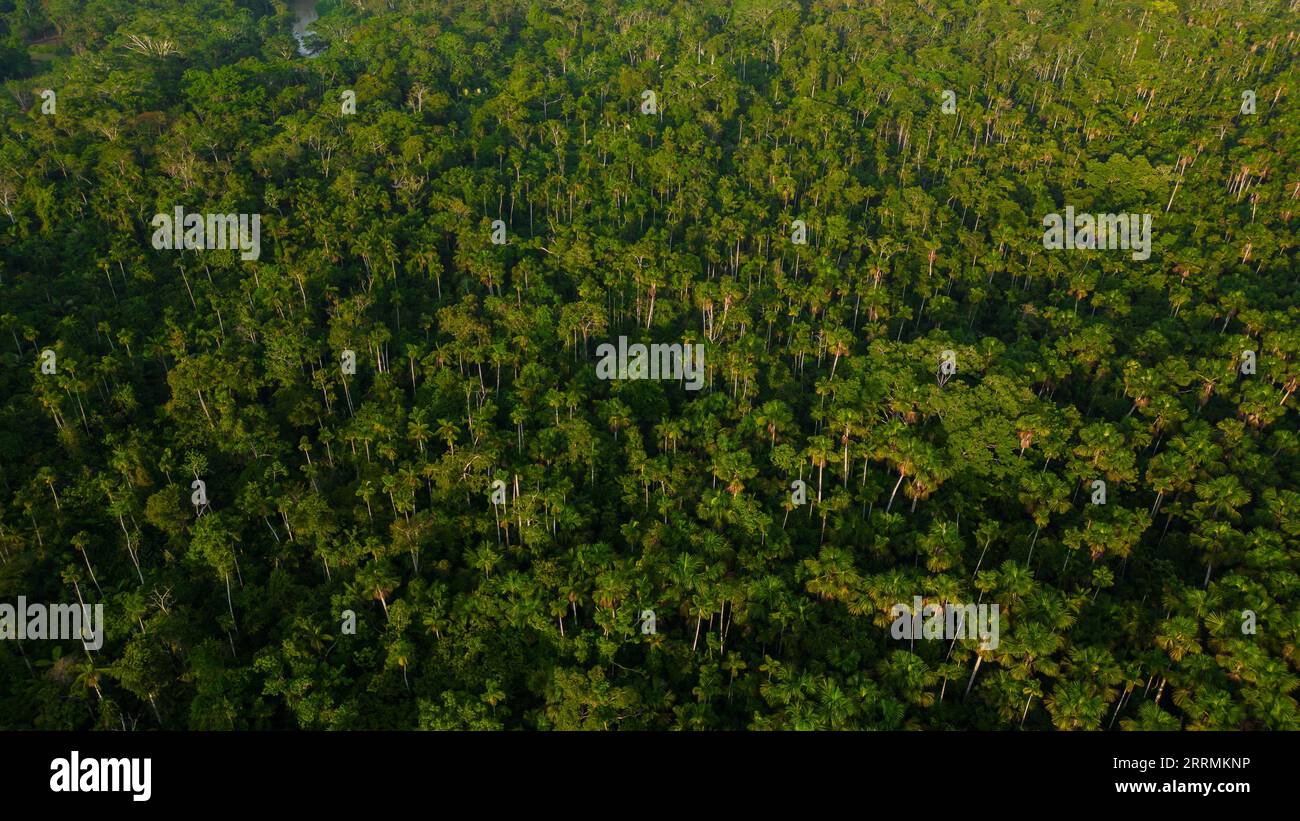 Aguaje-Wälder oder Aguajales, die im Amazonasgebiet allgemein bekannt sind, sind wichtig für die Kohlenstoffabscheidung und für die Erhaltung tropischer Waldökosysteme Stockfoto