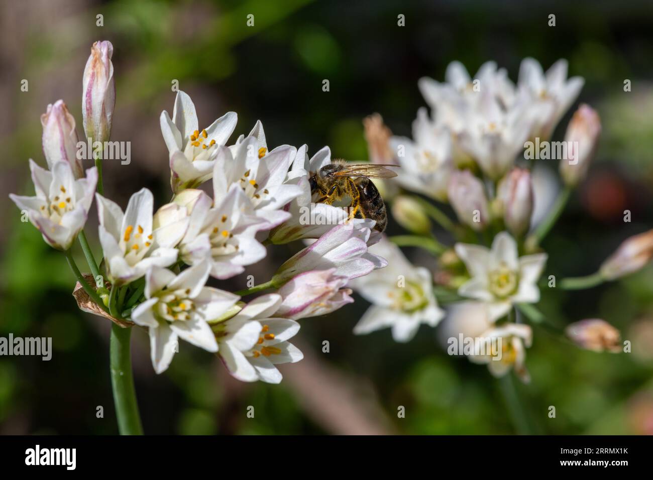 Nahaufnahme von dünnen Blüten mit falschem Knoblauch (Nothoscordum gracile) in Blüte Stockfoto