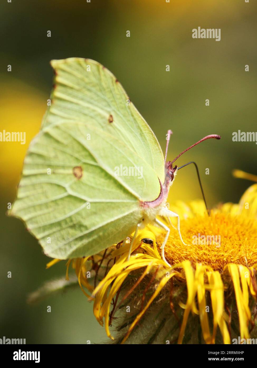 Schwefel-Schmetterling (Gonpteryx rhamni) Stockfoto