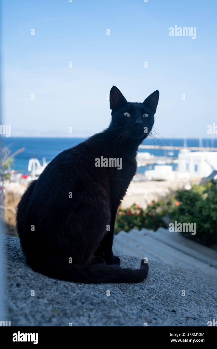 Schwarze Katze sitzt an einer Wand mit Blick auf das Meer in Naxos, Griechenland Stockfoto
