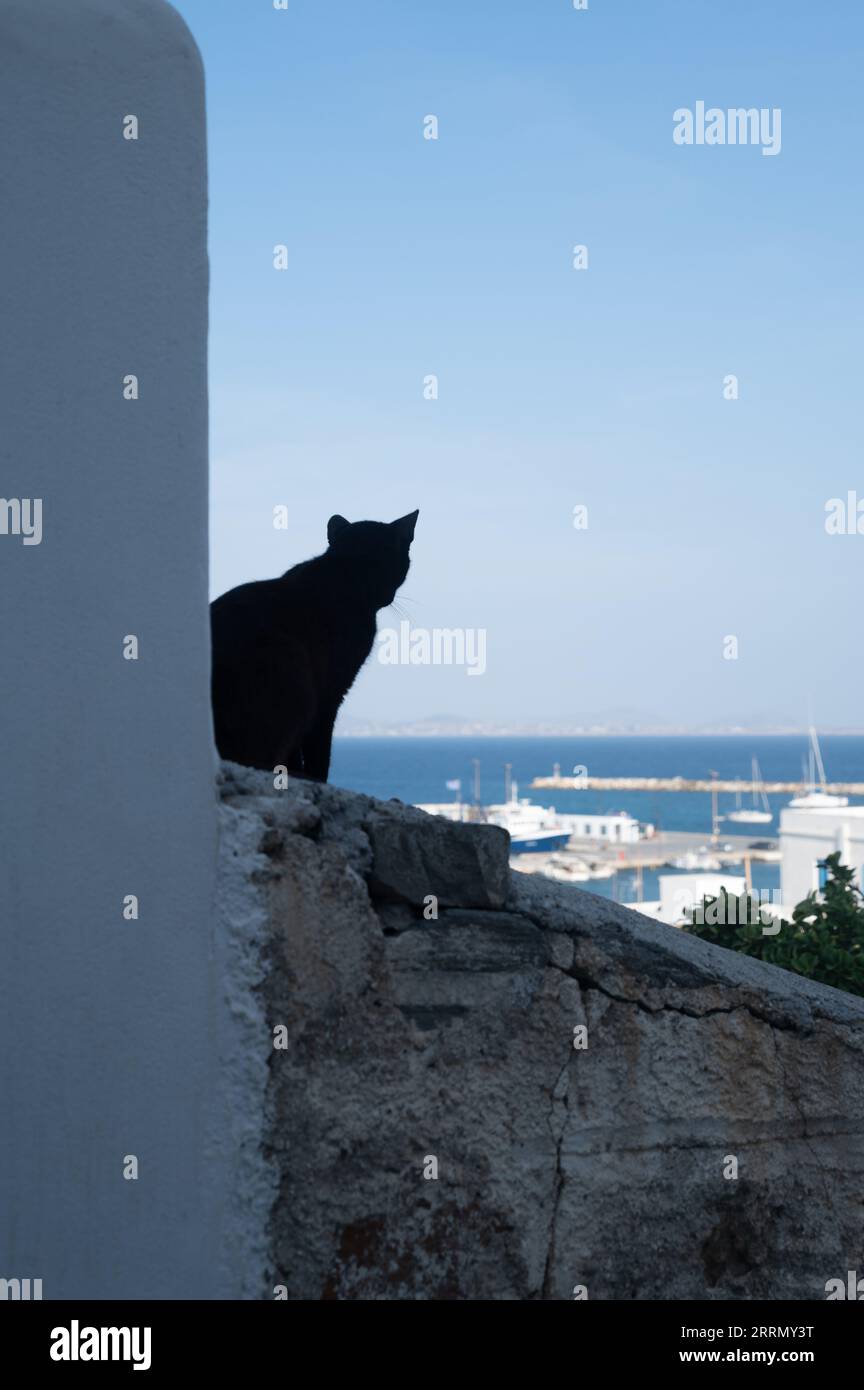 Schwarze Katze sitzt an einer Wand mit Blick auf das Meer in Naxo, Griechenland Stockfoto