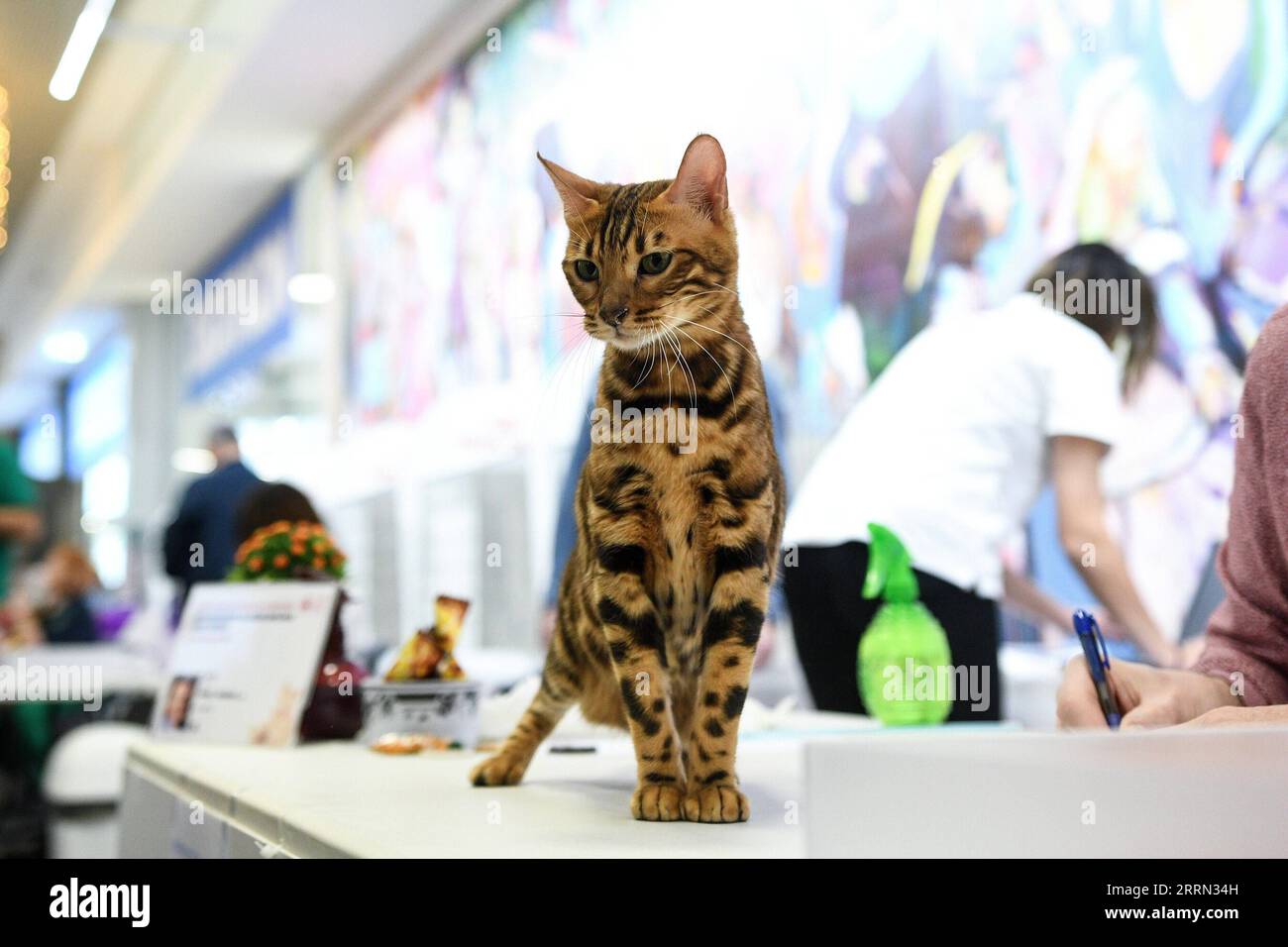 221204 -- ZAGREB, 4. Dezember 2022 -- Eine Katze wird auf einer Katzenschau in Zagreb, Kroatien am 3. Dezember 2022 gesehen. /PIXSELL Via Xinhua CROATIA-ZAGREB-CAT SHOW ZoexSarlija PUBLICATIONxNOTxINxCHN Stockfoto