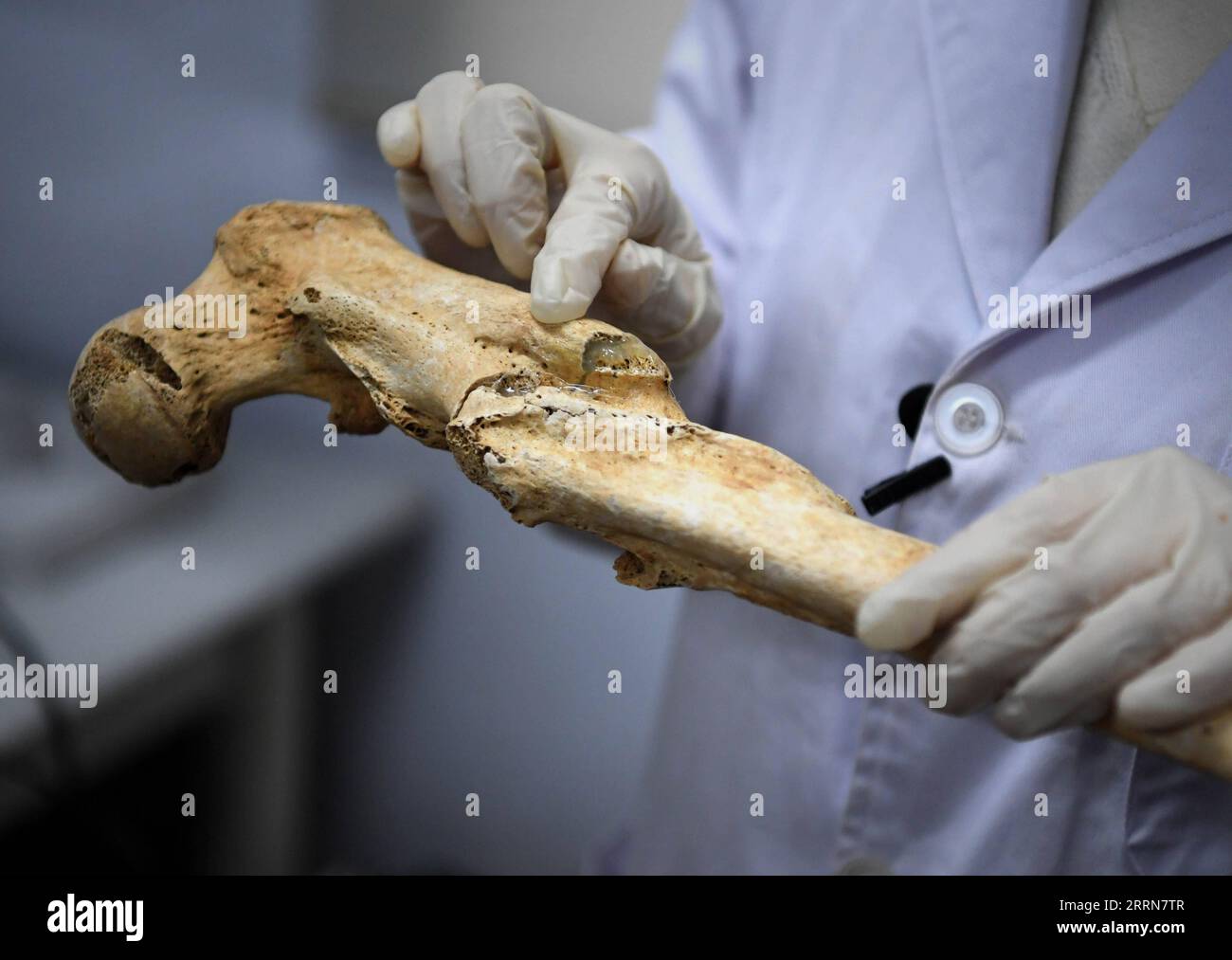 221220 -- ZHENGZHOU, 20. Dezember 2022 -- Li Yanzhen beobachtet einen menschlichen Knochen am Henan-Institut für kulturelle Reliquien und Archäologie in Zhengzhou, Provinz Henan in Zentralchina, 30. November 2022. In einem Büro voller Messgeräte und Skelettproben am Henan Institute of Cultural Reliics and Archaeology misst und analysiert Li Yanzhen, ein Mädchen aus den 90er Jahren, sorgfältig einen alten menschlichen Knochen und spekuliert über die Größe und den Ernährungszustand des Knochenbesitzers. Li, der sich mit Archäologie beschäftigte, studierte heute physische Anthropologie. Li kann verborgene historische Informationen aus alten menschlichen Überresten wie phy extrahieren Stockfoto