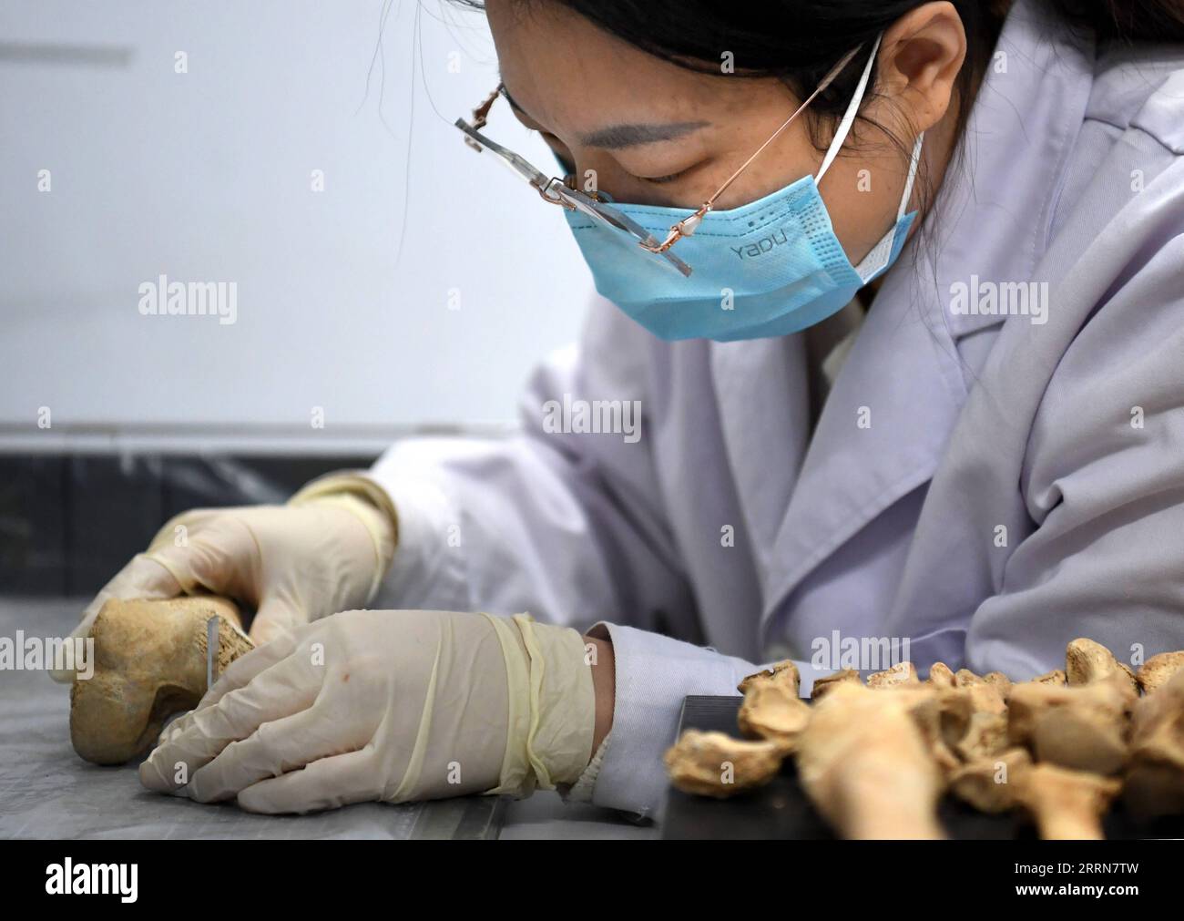 221220 -- ZHENGZHOU, 20. Dezember 2022 -- Li Yanzhen beobachtet einen menschlichen Knochen am Henan-Institut für kulturelle Reliquien und Archäologie in Zhengzhou, Provinz Henan in Zentralchina, 30. November 2022. In einem Büro voller Messgeräte und Skelettproben am Henan Institute of Cultural Reliics and Archaeology misst und analysiert Li Yanzhen, ein Mädchen aus den 90er Jahren, sorgfältig einen alten menschlichen Knochen und spekuliert über die Größe und den Ernährungszustand des Knochenbesitzers. Li, der sich mit Archäologie beschäftigte, studierte heute physische Anthropologie. Li kann verborgene historische Informationen aus alten menschlichen Überresten wie phy extrahieren Stockfoto