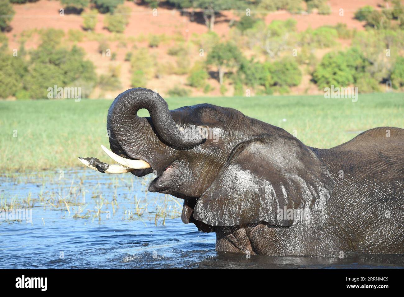 230120 -- GABORONE, 20. Januar 2023 -- ein Elefant wird im Chobe River im Nordwesten Botswanas Kasane gesehen, 10. Mai 2021. Die botswanische Regierung erhielt am Donnerstag eine Spende von sechs Bohrlöchern im Nordwesten des Landes von der Naturschutzfirma Okavango Wilderness Safaris OWS, die versucht, Konflikte zwischen Mensch und Tier zu reduzieren. Angesichts wachsender Menschen- und Wildtierpopulationen und der steigenden Gefahr von Konflikten sagte Botsuanas Umwelt- und Tourismusministerin Philda Kereng, dass die Bohrung von Bohrlöchern einen großen Beitrag zur Stabilität der Landschaft leisten wird. T Stockfoto