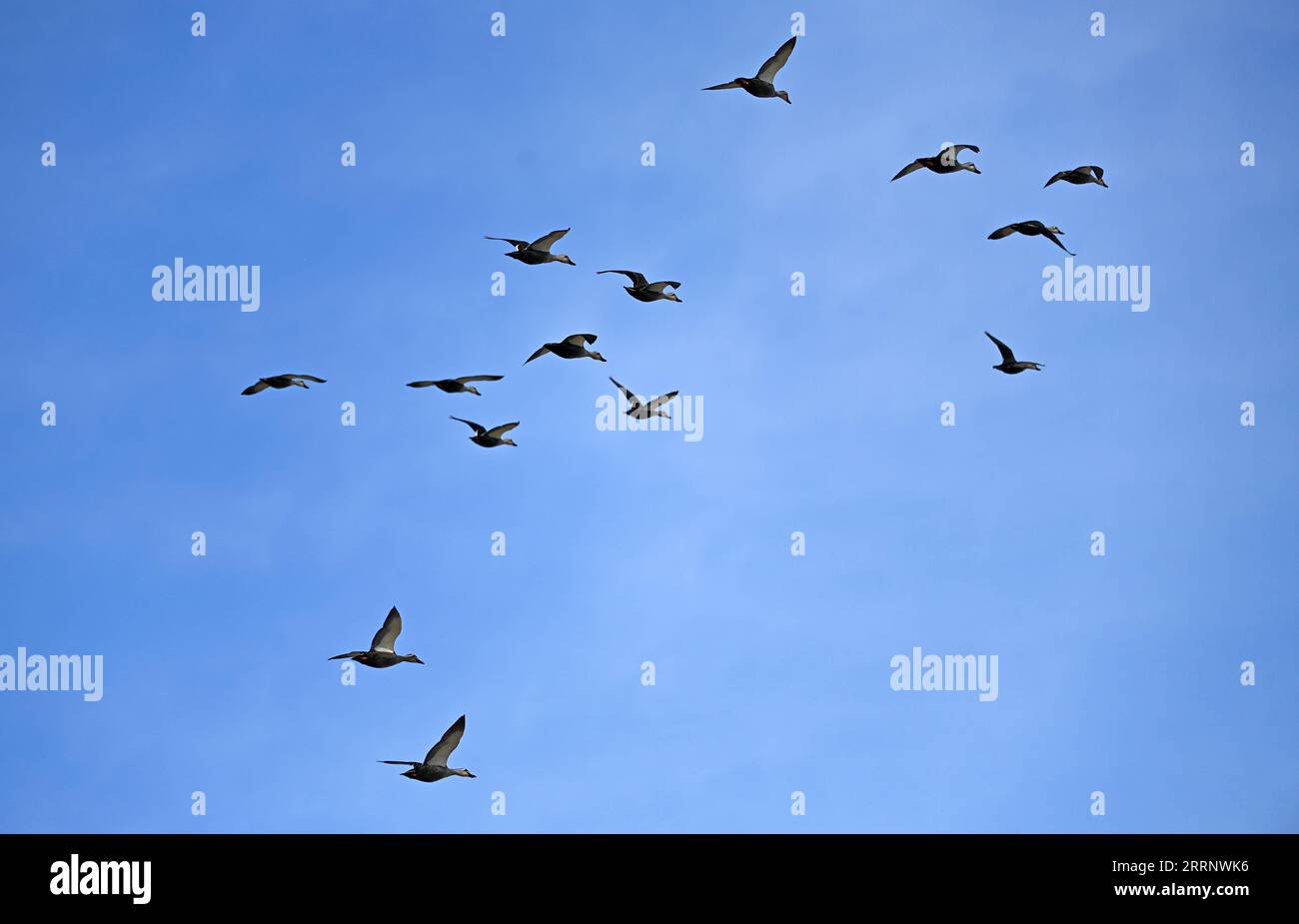 230202 -- TIANJIN, 2. Februar 2023 -- Zugvögel fliegen über das Sumpfgebiet Beidagang im nordchinesischen Tianjin, 1. Februar 2023. CHINA-TIANJIN-FEUCHTGEBIETE CN ZhaoxZishuo PUBLICATIONxNOTxINxCHN Stockfoto