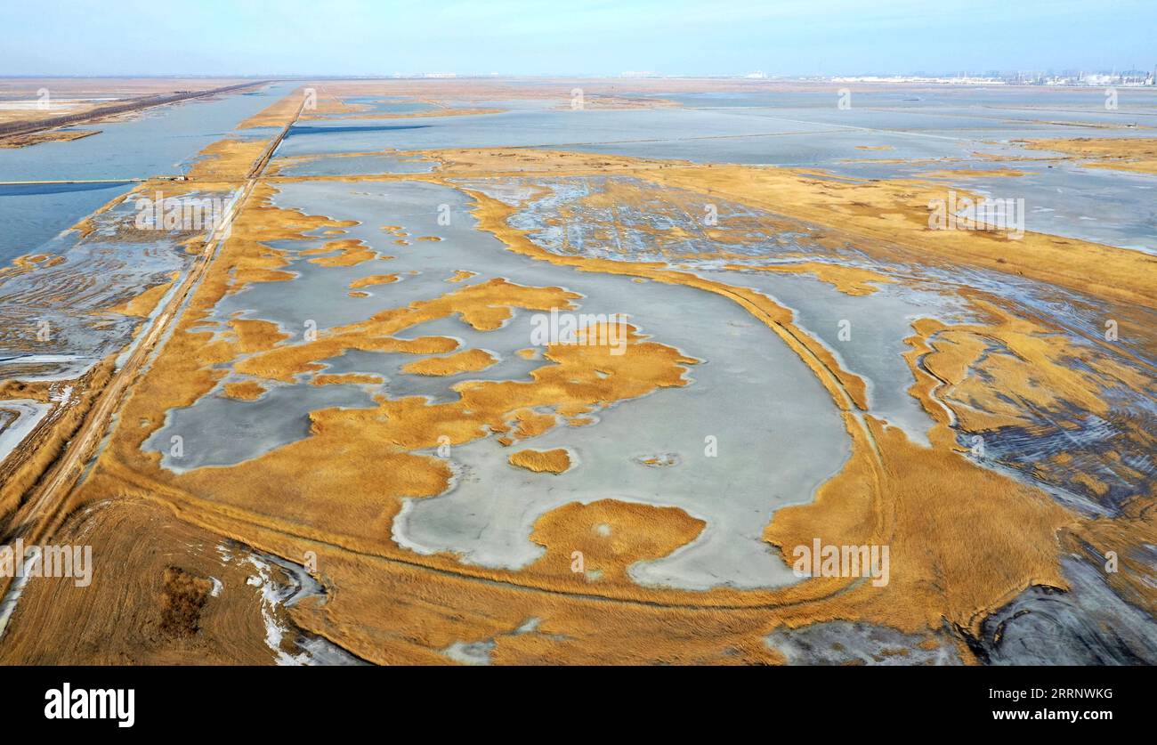 230202 -- TIANJIN, 2. Februar 2023 -- dieses Luftbild vom 1. Februar 2023 zeigt den Blick auf das Beidagang Wetland im nordchinesischen Tianjin. CHINA-TIANJIN-FEUCHTGEBIETE CN ZhaoxZishuo PUBLICATIONxNOTxINxCHN Stockfoto