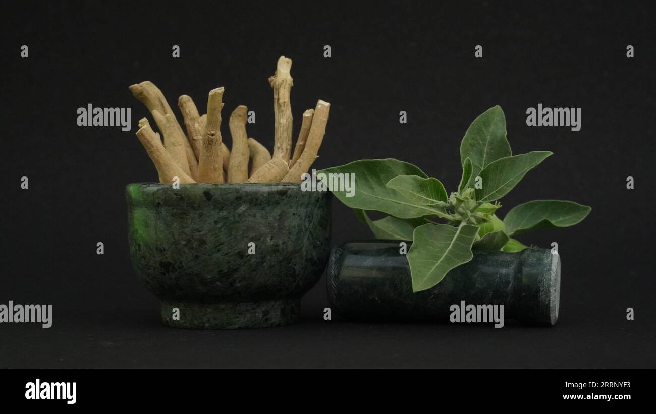 Withania somnifera, allgemein bekannt als Ashwagandha, indischer Ginseng, Giftstachelbeere oder Winterkirsche, ist eine Pflanze in den Solanaceae oder Nachtschatten fami Stockfoto