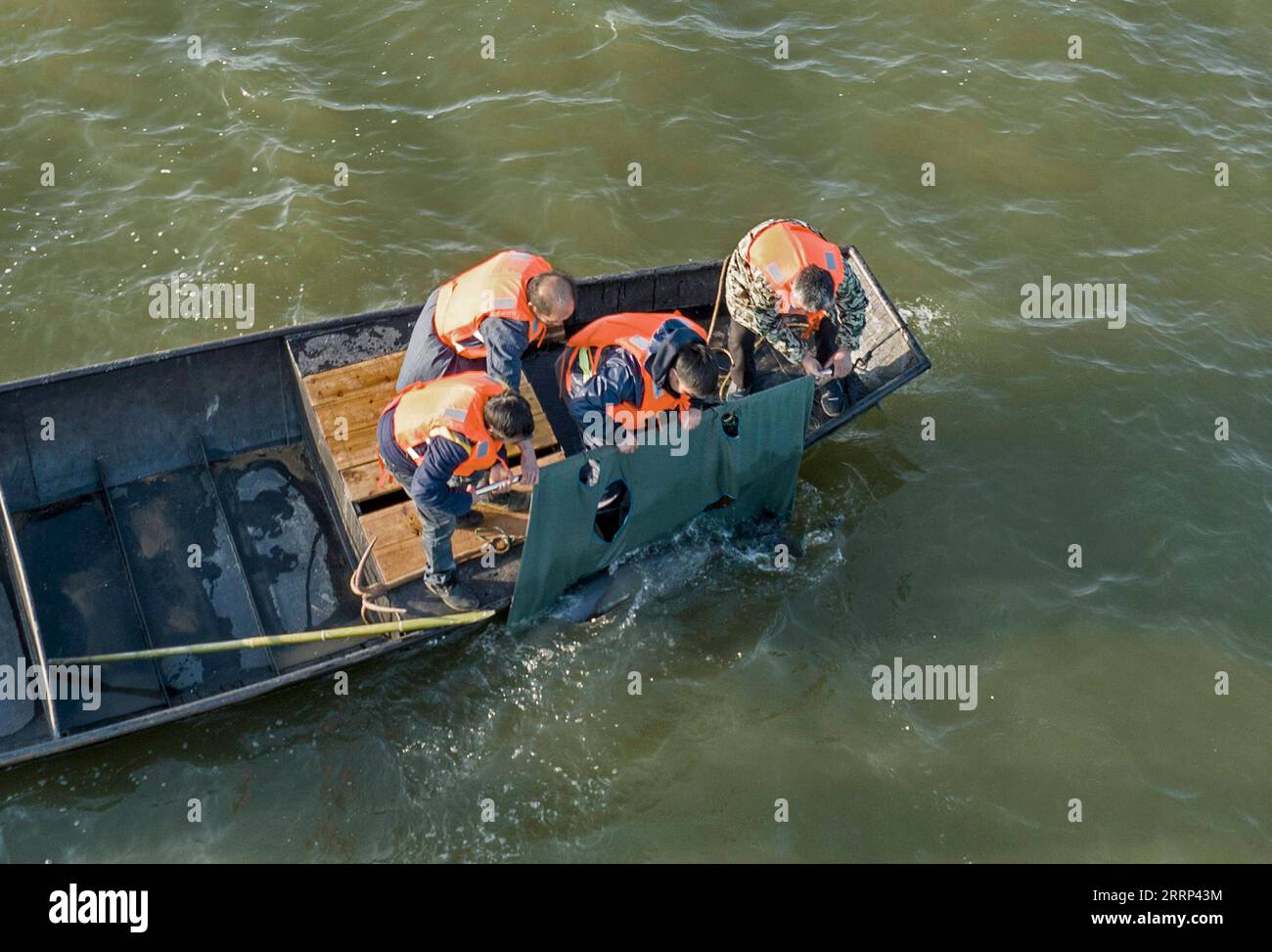 China, Auswilderung von Flussdelfinen 230217 -- JIUJIANG, 17. Februar 2023 -- Mitarbeiter entlassen einen fussellosen Schweinswal in sein neues Zuhause im Nanbeigang-Gebiet des Poyang-Sees im Hukou County, ostchinesische Provinz Jiangxi, 15. Februar 2023. Das Ministerium für Landwirtschaft und ländliche Angelegenheiten der Provinz Jiangxi und das Institut für Hydrobiologie der Chinesischen Akademie der Wissenschaften führten eine Mission zur Umsiedlung von Yangtze-Flossen-Schweinswalen durch und verlegten erfolgreich zwei weibliche Yangtze-Flossen-Schweinswale in das Nanbeigang-Gebiet des Poyang-Sees, um die ikonischen Arten besser zu schützen in Chinas längstem Fluss Yan Stockfoto