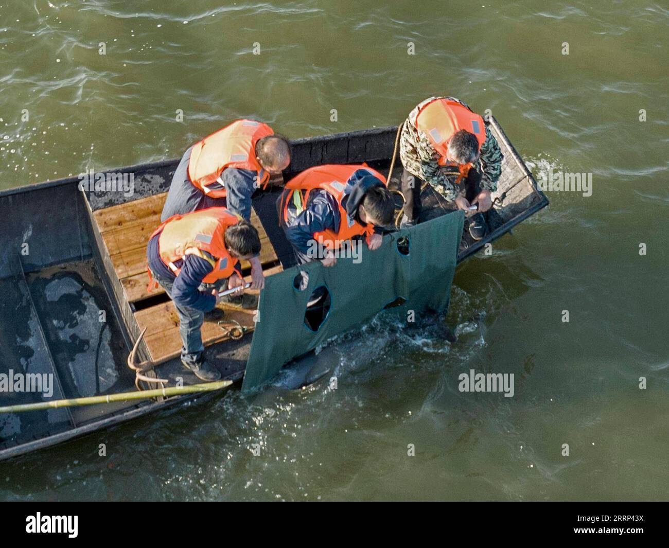 230217 -- JIUJIANG, 17. Februar 2023 -- Mitarbeiter entlassen einen fussellosen Schweinswal am 15. Februar 2023 in sein neues Zuhause im Nanbeigang-Gebiet des Poyang-Sees im Hukou County, der ostchinesischen Provinz Jiangxi. Das Ministerium für Landwirtschaft und ländliche Angelegenheiten der Provinz Jiangxi und das Institut für Hydrobiologie der Chinesischen Akademie der Wissenschaften führten eine Mission zur Umsiedlung von Yangtze-Flossen-Schweinswalen durch und verlegten erfolgreich zwei weibliche Yangtze-Flossen-Schweinswale in das Nanbeigang-Gebiet des Poyang-Sees, um die ikonischen Arten besser zu schützen in Chinas längstem Fluss Yangtze. Aufgrund von Dürre in der Mitte und Stockfoto