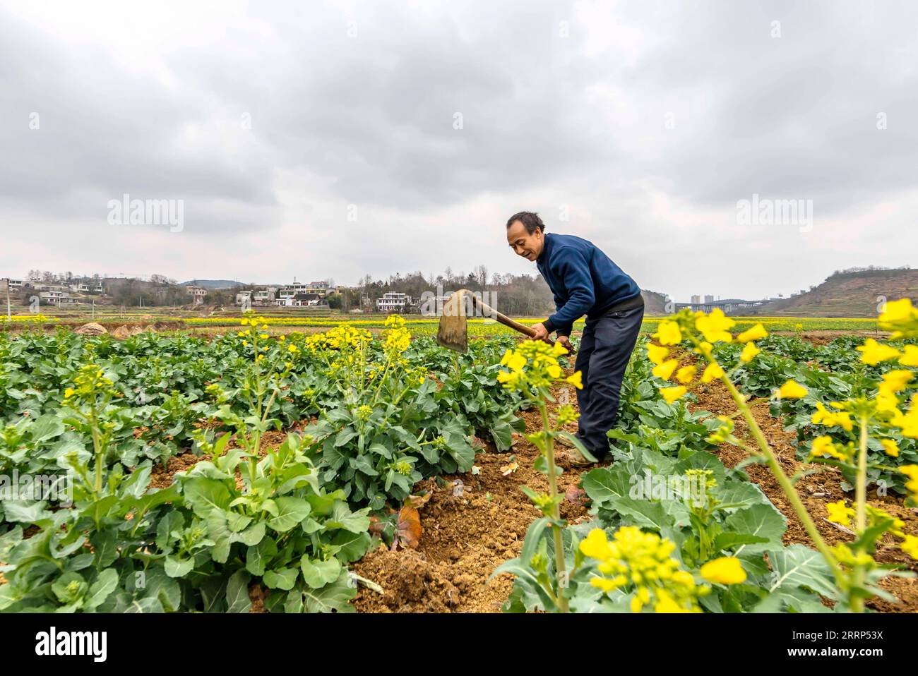 230220 -- QIANXI, 20. Februar 2023 -- Ein Bauer pflanzt Getreide in einem cole-Blumenfeld in der Stadt Qianxi, Südwestchinas Provinz Guizhou, 19. Februar 2023. Im Frühjahr, wenn die Temperaturen allmählich steigen, beschäftigen sich die Landwirte im ganzen Land aktiv mit dem Frühjahrspflügen und der Vorbereitung auf landwirtschaftliche Tätigkeiten. Foto von /Xinhua CHINA-SPRING-FARMING CN FanxHui PUBLICATIONxNOTxINxCHN Stockfoto