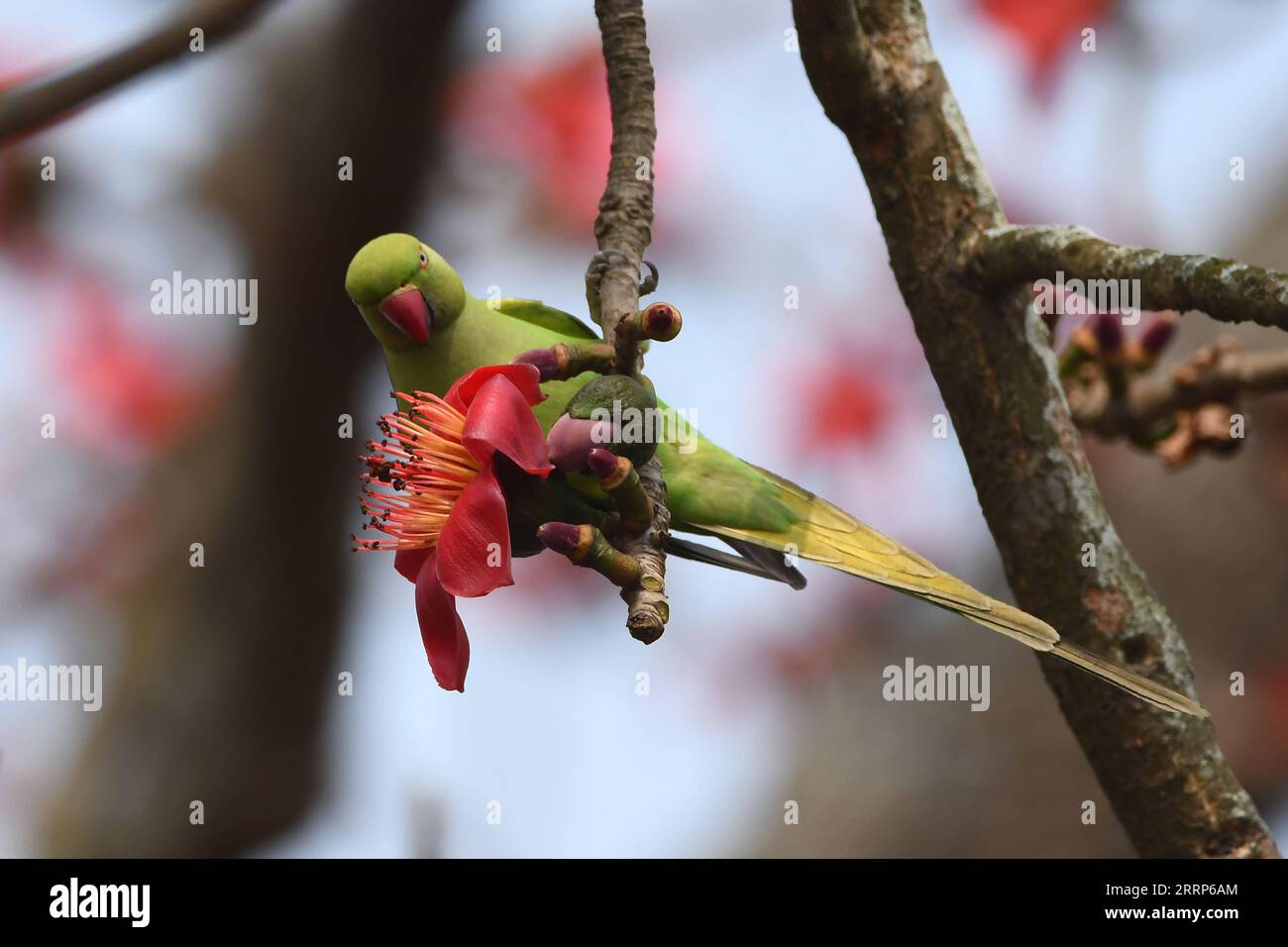 News Bilder des Tages 230223 -- ASSAM, 23. Februar 2023 -- Ein Papagei sitzt auf einem Zweig eines bombax-Baumes im indischen Bezirk Morigaon im nordöstlichen Assam, 23. Februar 2023. STR/Xinhua INDIA-ASSAM-PARROT JavedxDar PUBLICATIONxNOTxINxCHN Stockfoto