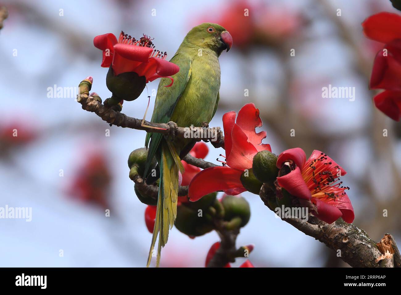 230223 -- ASSAM, 23. Februar 2023 -- Ein Papagei sitzt auf einem Zweig eines bombax-Baums im indischen Bezirk Morigaon im nordöstlichen Assam, 23. Februar 2023. STR/Xinhua INDIA-ASSAM-PARROT JavedxDar PUBLICATIONxNOTxINxCHN Stockfoto