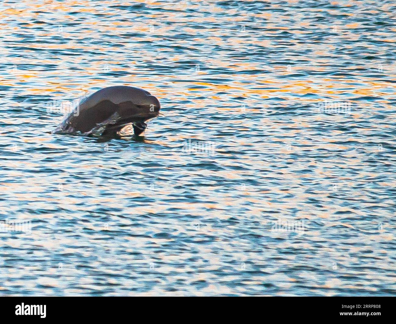 230228 -- YICHANG, 28. Februar 2023 -- Ein feiner Schweinswal springt aus dem Wasser des Yangtze-Flusses in Yichang, zentralchinesische Provinz Hubei, 11. Oktober 2022. Eine wissenschaftliche Untersuchung des Ministeriums für Landwirtschaft und ländliche Angelegenheiten im Jahr 2022 ergab, dass die Zahl der Yangtze-Schweinswale 1.249 erreicht hat, was einem Anstieg von 23,42 Prozent gegenüber vor fünf Jahren entspricht, wie eine Pressekonferenz am Dienstag ergab. Der fussellose Schweinswal, auch bekannt als Riesenpanda des Wassers, ist ein Barometer der ökologischen Umwelt im Yangtze-Becken. CHINA-HUBEI-YICHANG-FINLESS SCHWEINSWAL CN XIAOXYIJIU PUBL Stockfoto