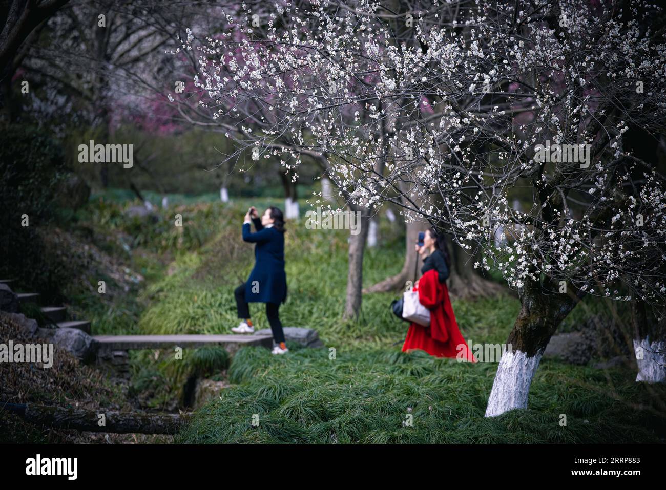 230302 -- HANGZHOU, 2. März 2023 -- Besucher machen Fotos im Hangzhou Botanical Garden in Hangzhou, ostchinesische Provinz Zhejiang, 28. Februar 2023. ZhejiangPictorialCHINA-ZHEJIANG-FRÜHLING-LANDSCHAFT CN JiangxHan PUBLICATIONxNOTxINxCHN Stockfoto