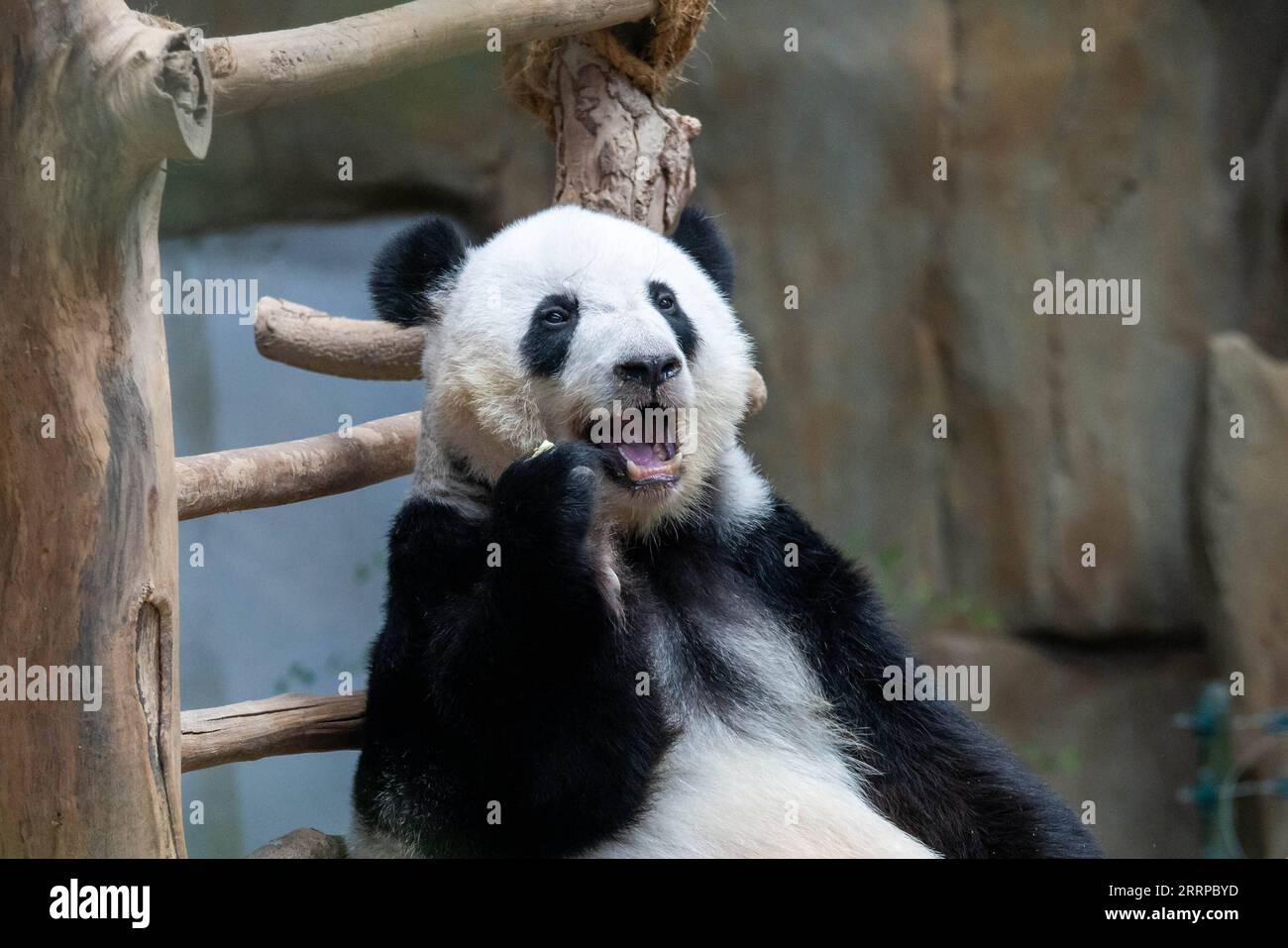 230311 -- KUALA LUMPUR, 11. März 2023 -- dieses Foto, das am 11. März 2023 aufgenommen wurde, zeigt den riesigen Panda Yi Yi im Zoo Negara in der Nähe von Kuala Lumpur, Malaysia. Das Giant Panda Conservation Center im Zoo Negara bei Kuala Lumpur beherbergt derzeit eine vierköpfige Familie, darunter den riesigen Panda-Vater Xing Xing, Mutter Liang Liang sowie deren Töchter Yi Yi und Sheng Yi. Foto: /Xinhua MALAYSIA-KUALA LUMPUR-PANDA ChongxVoonxChung PUBLICATIONxNOTxINxCHN Stockfoto