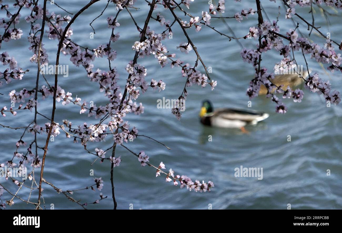 230312 -- PEKING, 12. März 2023 -- blühende Pfirsichblüten werden im Sommerpalast in Peking, Hauptstadt von China, am 12. März 2023 gesehen. CHINA-PEKING-SOMMER PALAST-FRÜHLING-TOURISMUS CN LIXXIN PUBLICATIONXNOTXINXCHN Stockfoto