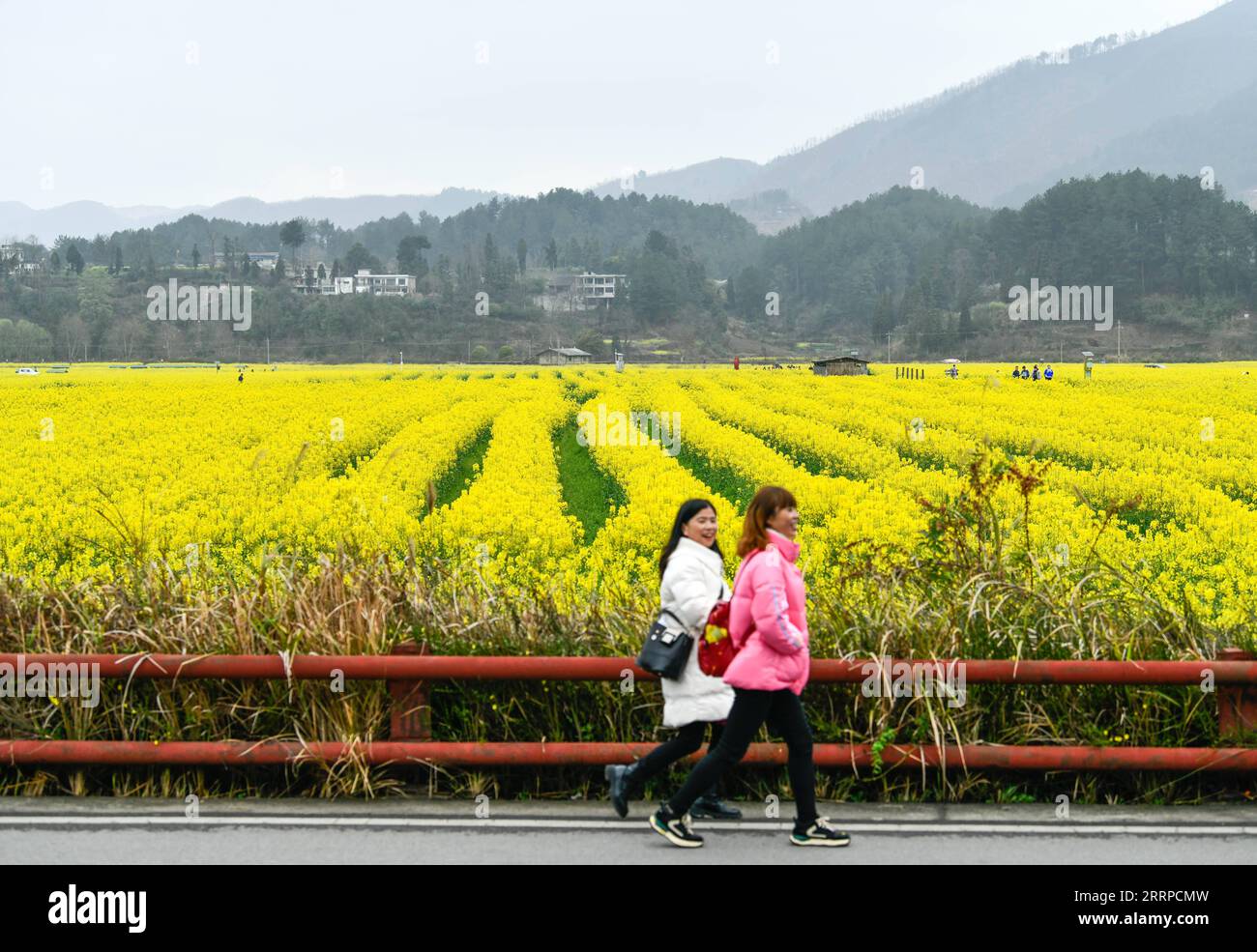 230313 -- GUIDING, 13. März 2023 -- Menschen besuchen cole Flower Fields in Panjiang Township of Guiding County, südwestchinesische Provinz Guizhou, 12. März 2023. CHINA-GUIZHOU-COLE BLUMEN CN YangxWenbin PUBLICATIONxNOTxINxCHN Stockfoto
