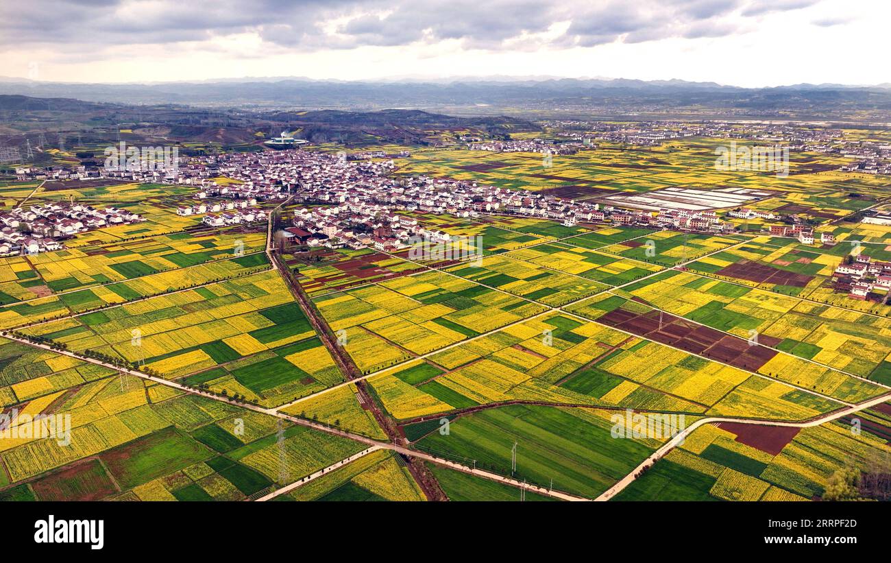 230318 -- HANZHONG, 18. März 2023 -- dieses Luftbild, das am 16. März 2023 aufgenommen wurde, zeigt cole Flower Fields im Yangxian County der Stadt Hanzhong in der nordwestlichen chinesischen Provinz Shaanxi. Während die Temperatur allmählich steigt, haben die Blüten der cole viele Touristen nach Hanzhong gezogen. In den letzten Jahren wurde die ländliche Revitalisierung von Hanzhong durch die Entwicklung der ökologischen Landwirtschaft und des Tourismus stark gefördert. Foto von /Xinhua CHINA-SHAANXI-HANZHONG-COLE BLUMEN CN ZouxJingyi PUBLICATIONxNOTxINxCHN Stockfoto